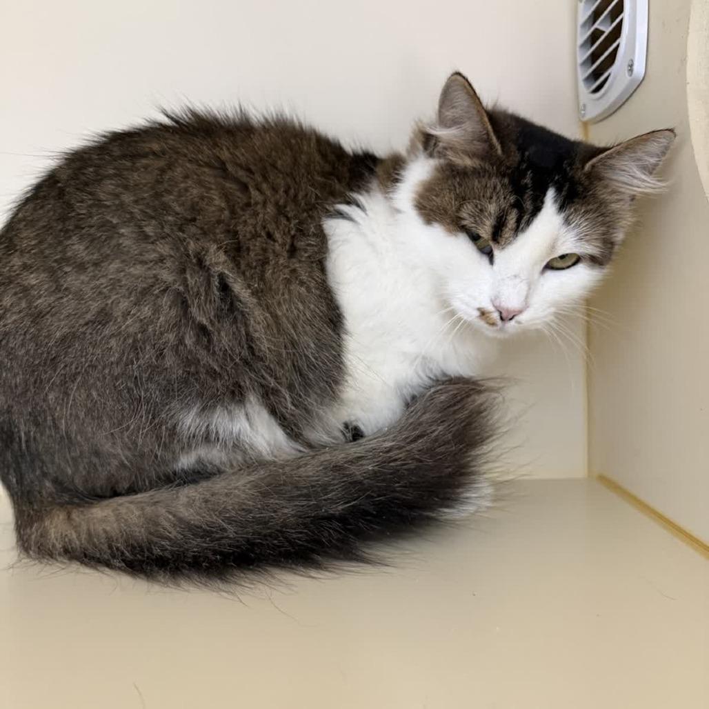 Enlarge Hawaiian Tropic, a Adoptable mixed breed in La Grange, KY image 2/6