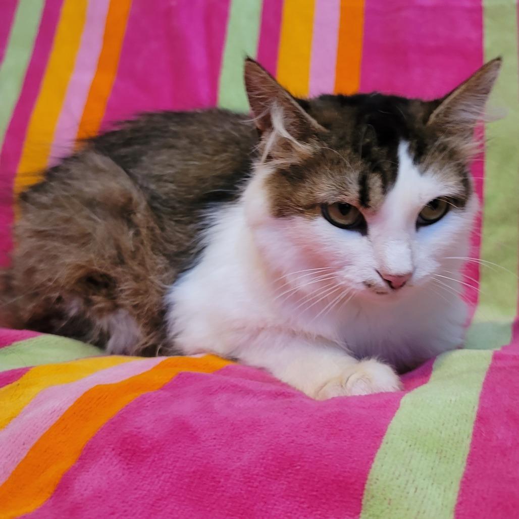 Enlarge Hawaiian Tropic, a Adoptable mixed breed in La Grange, KY image 3/6