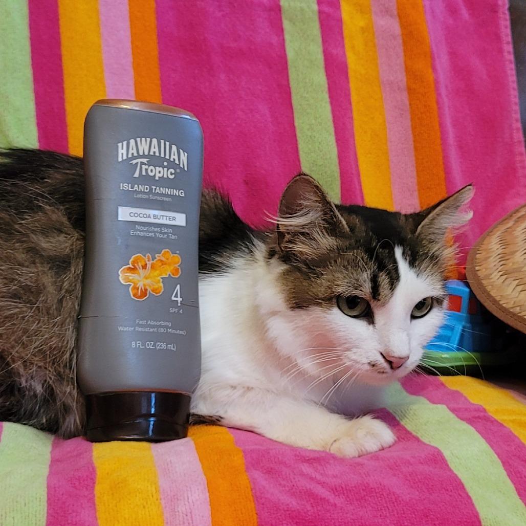 Enlarge Hawaiian Tropic, a Adoptable mixed breed in La Grange, KY image 4/6