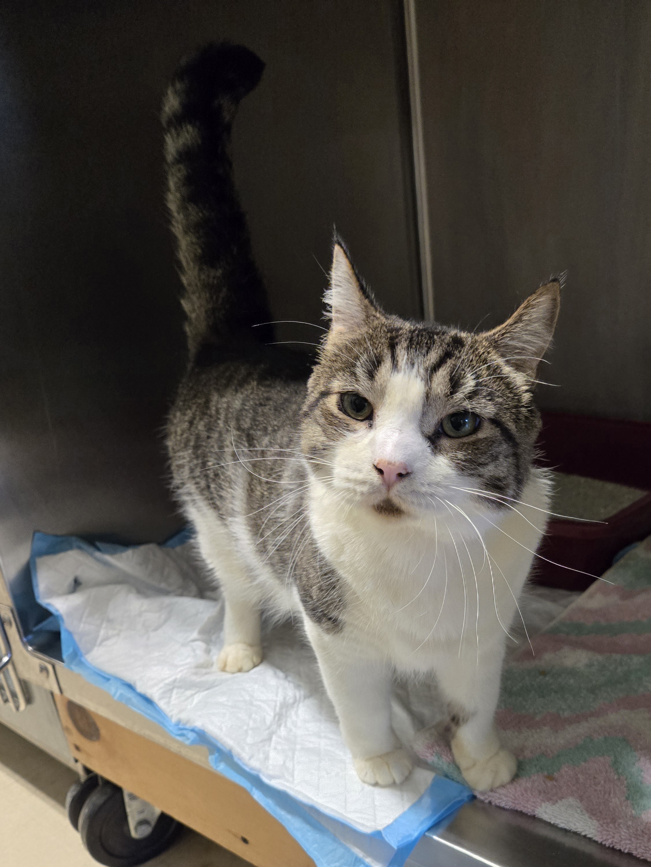 Dove (Read description), a Adoptable Domestic Short Hair in Paris, ME image 3/4