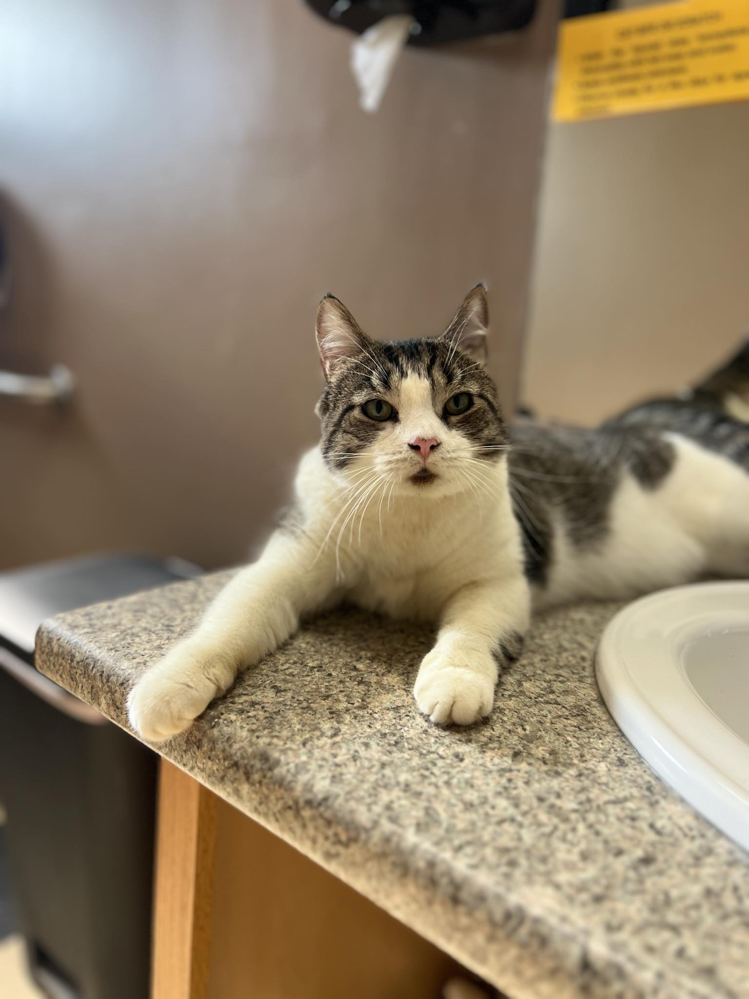 Dove (Read description), a Adoptable Domestic Short Hair in Paris, ME image 2/4