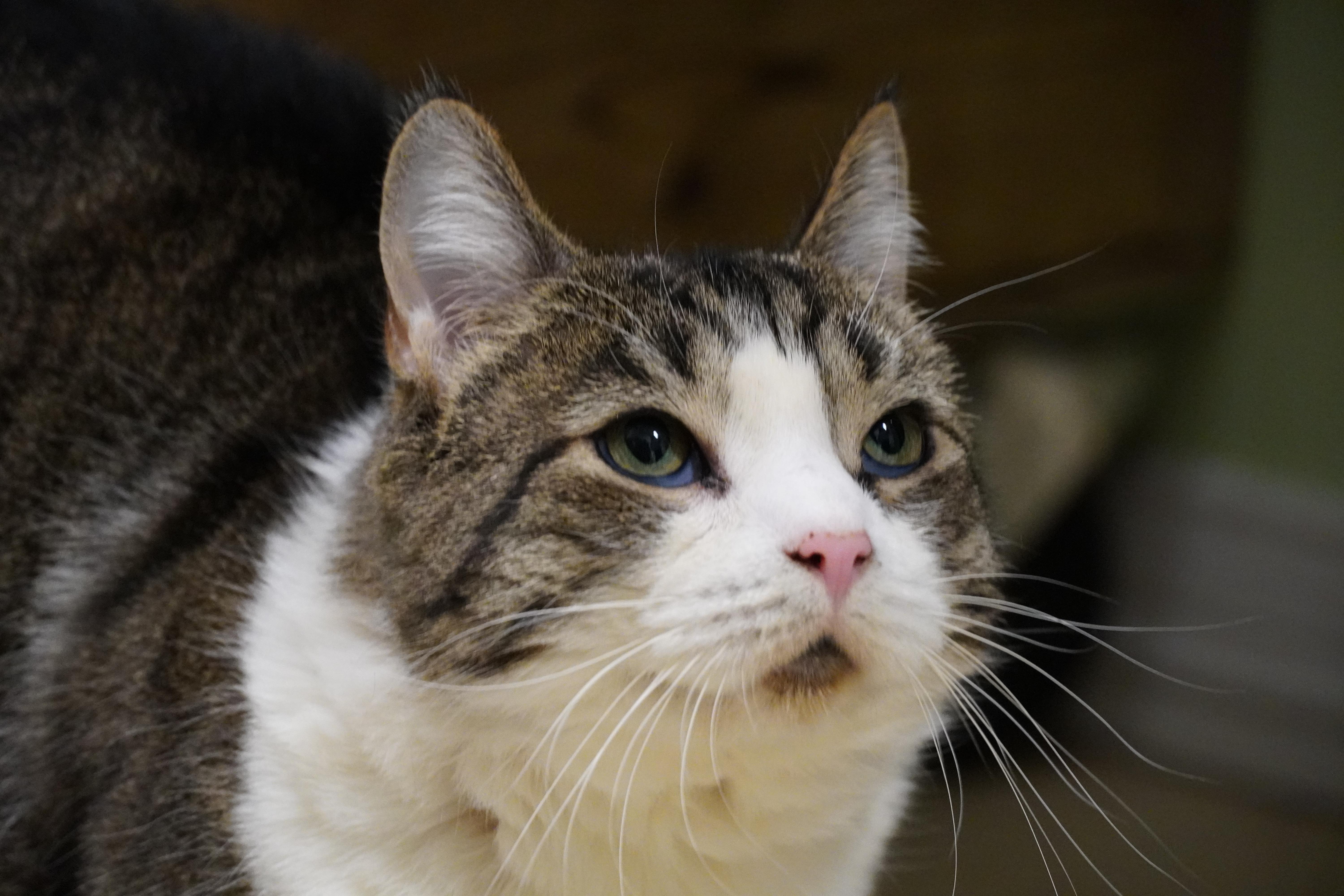 Dove (Read description), a Adoptable Domestic Short Hair in Paris, ME image 4/4