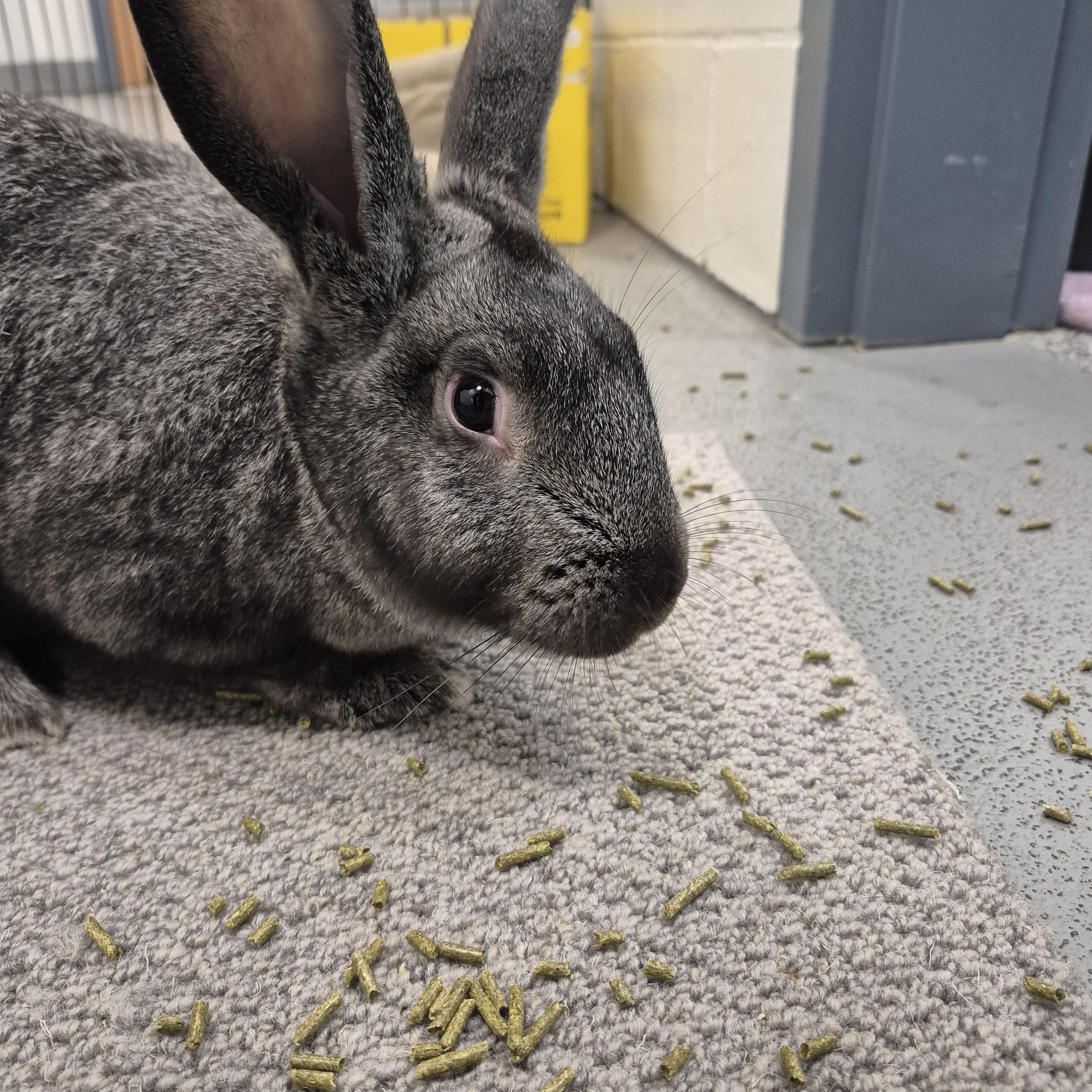 Happy, a Adoptable mixed breed in New Westminster, BC image 3/3