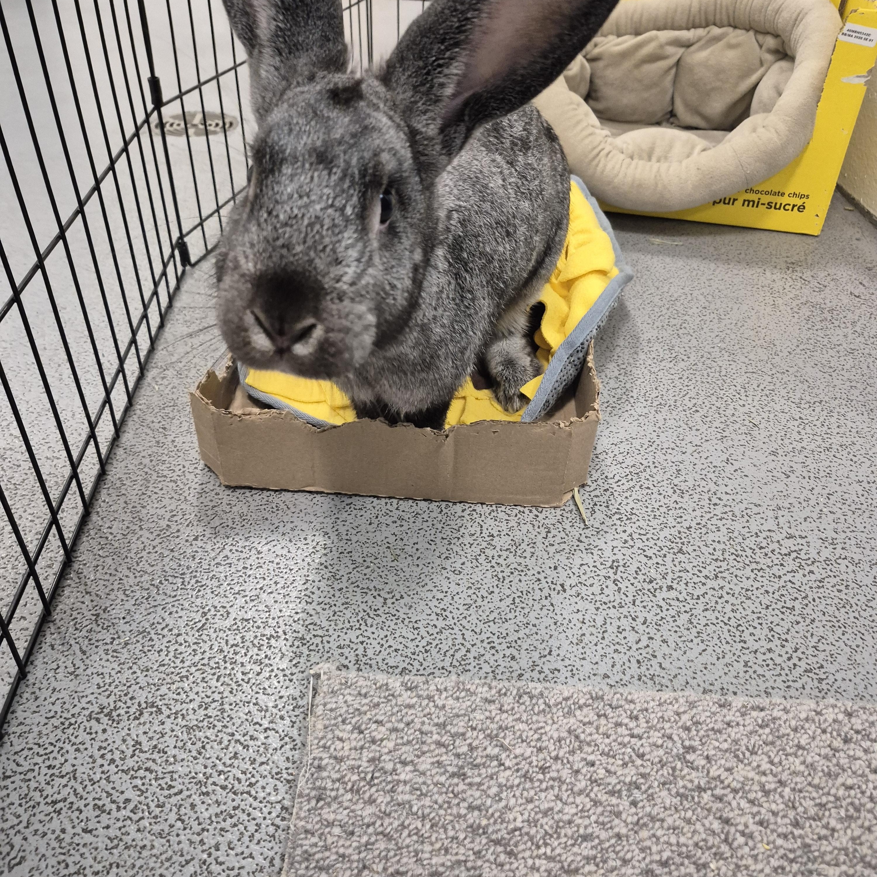 Happy, a Adoptable mixed breed in New Westminster, BC image 2/3