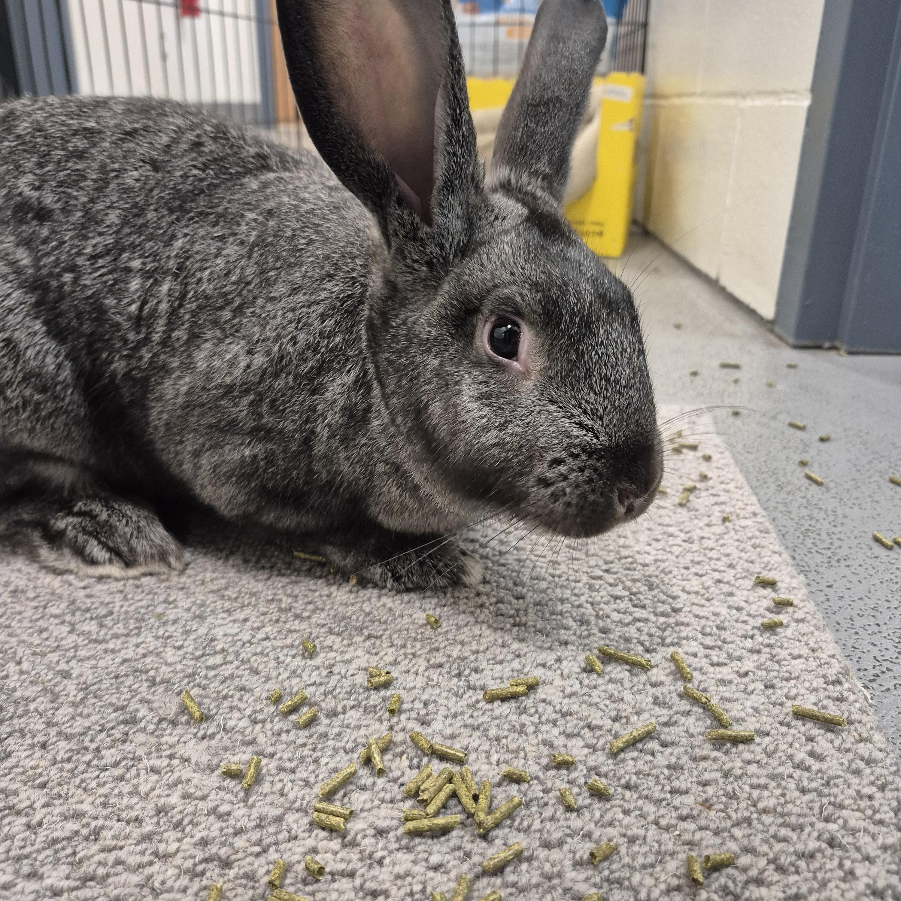 Happy, Adoptable, Young Female American.