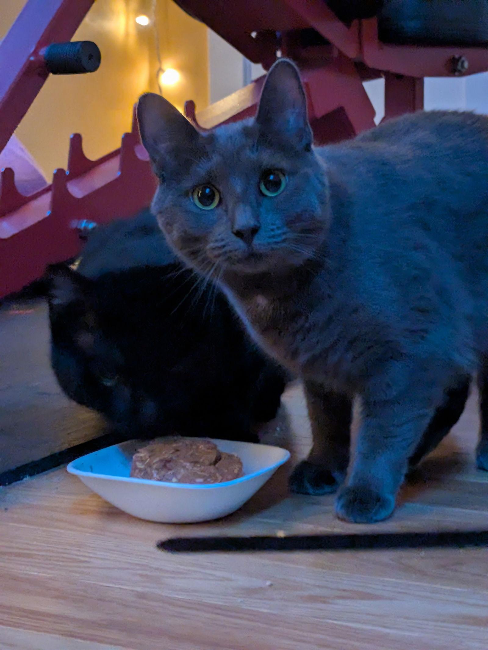 Plaza, Adoptable, Young Female Domestic Short Hair.