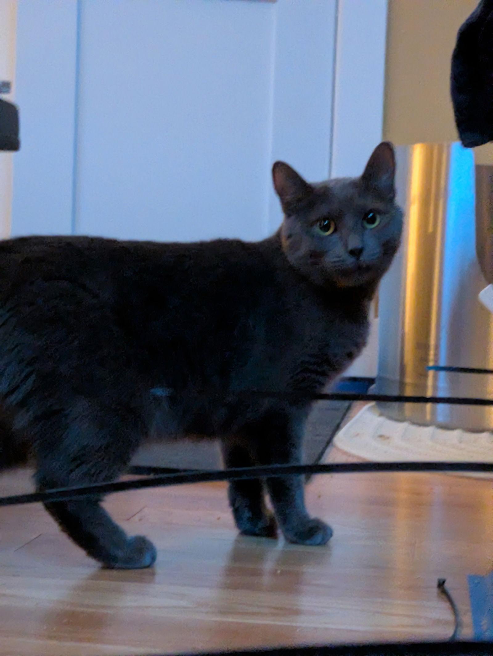 Enlarge Plaza, a Adoptable Domestic Short Hair in Somerville, MA image 2/3