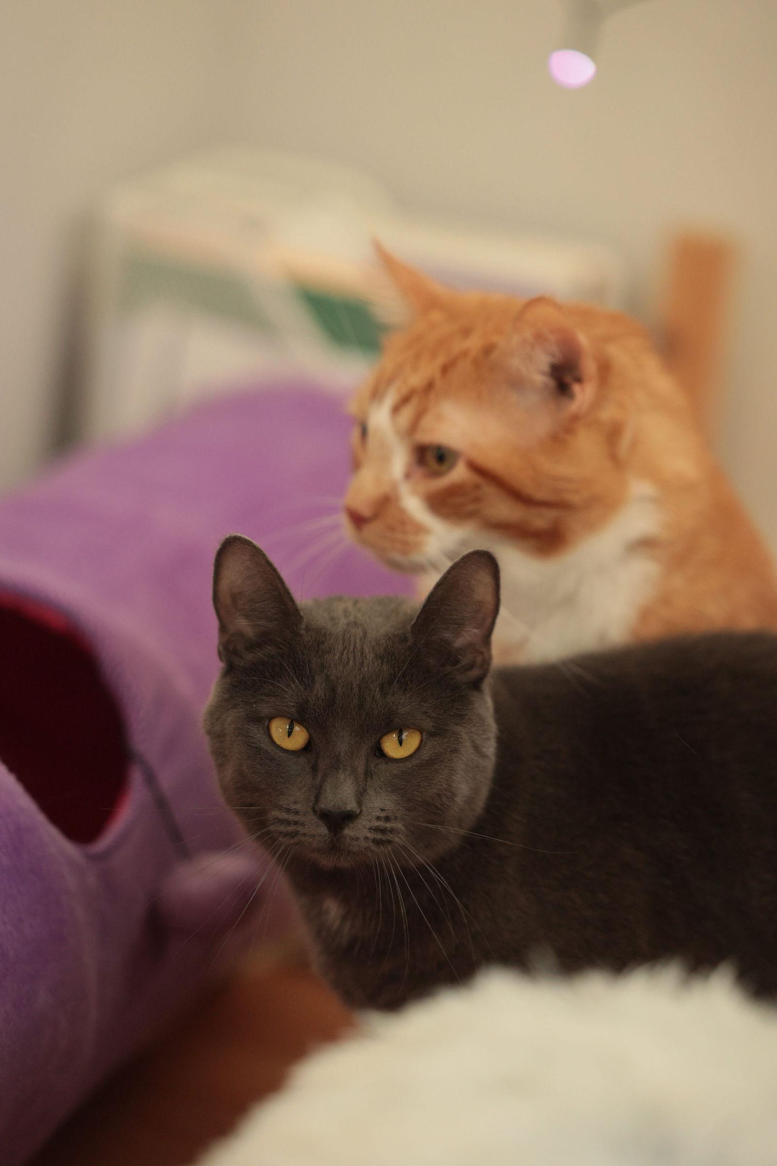 Enlarge Plaza, a Adoptable Domestic Short Hair in Somerville, MA image 3/3