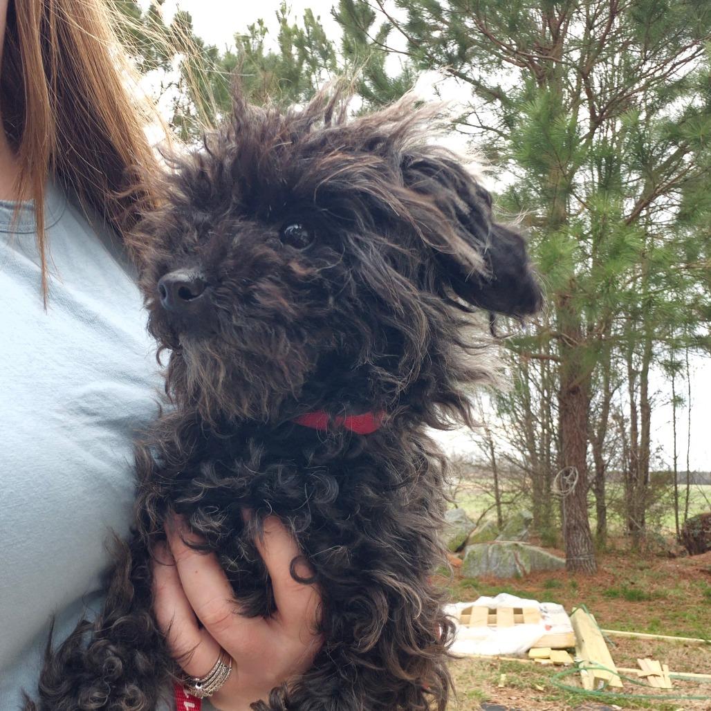 VACC-Stray-67, Adoptable, Adult Female Poodle.