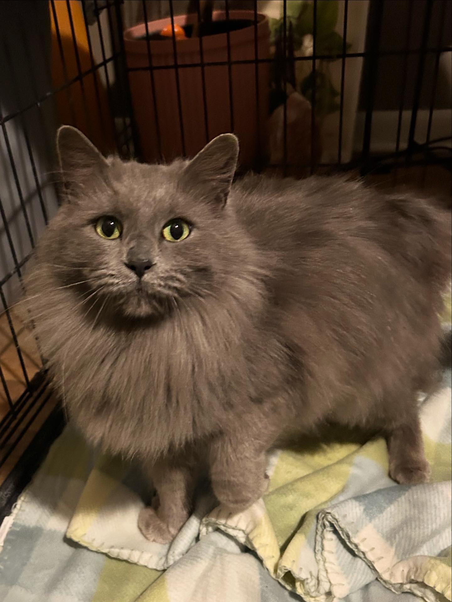 Jigglypuff, an adopted mixed breed in Fort Oglethorpe, GA image 3/3