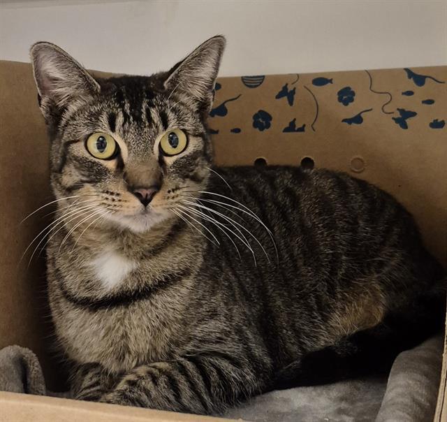 Enlarge SORA, a Adoptable Domestic Short Hair in Lodi, CA image 1/1