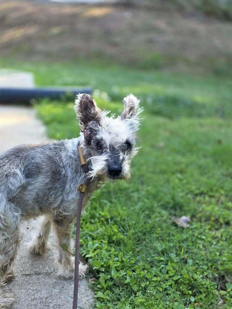 Zoe (GA), Adoptable, Senior Female Mixed Breed.