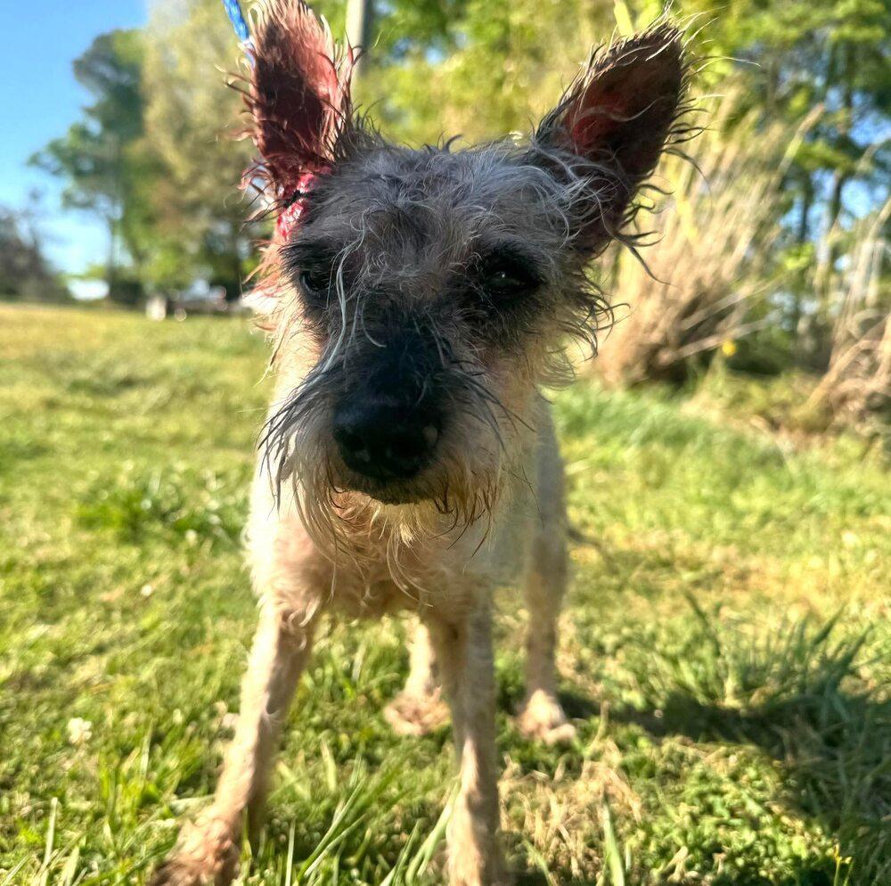 Enlarge Zoe (GA), a Adoptable Mixed Breed in New York, NY image 2/3