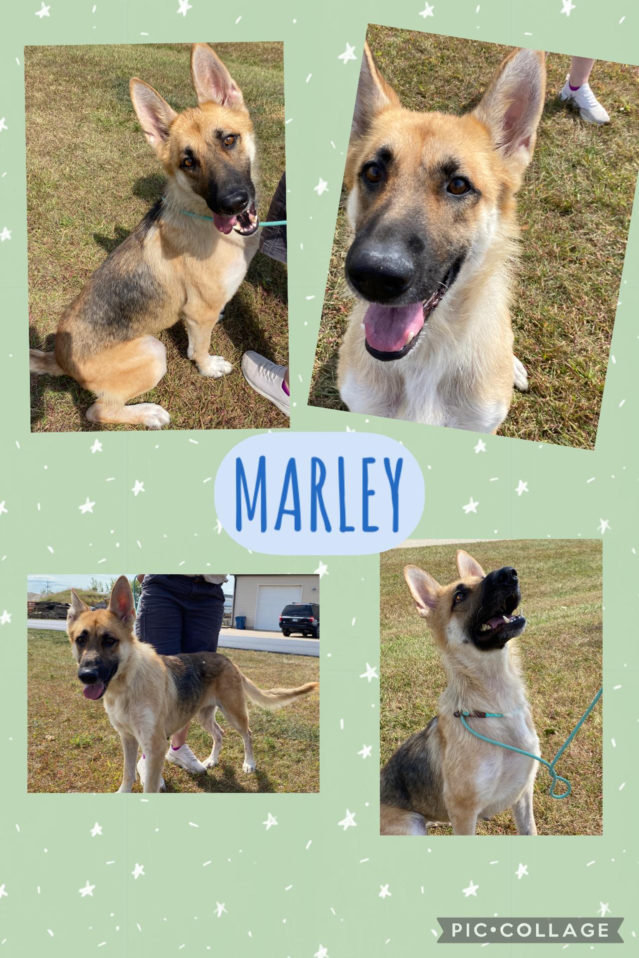 MARLEY, Adopted, Adult Female German Shepherd Dog.