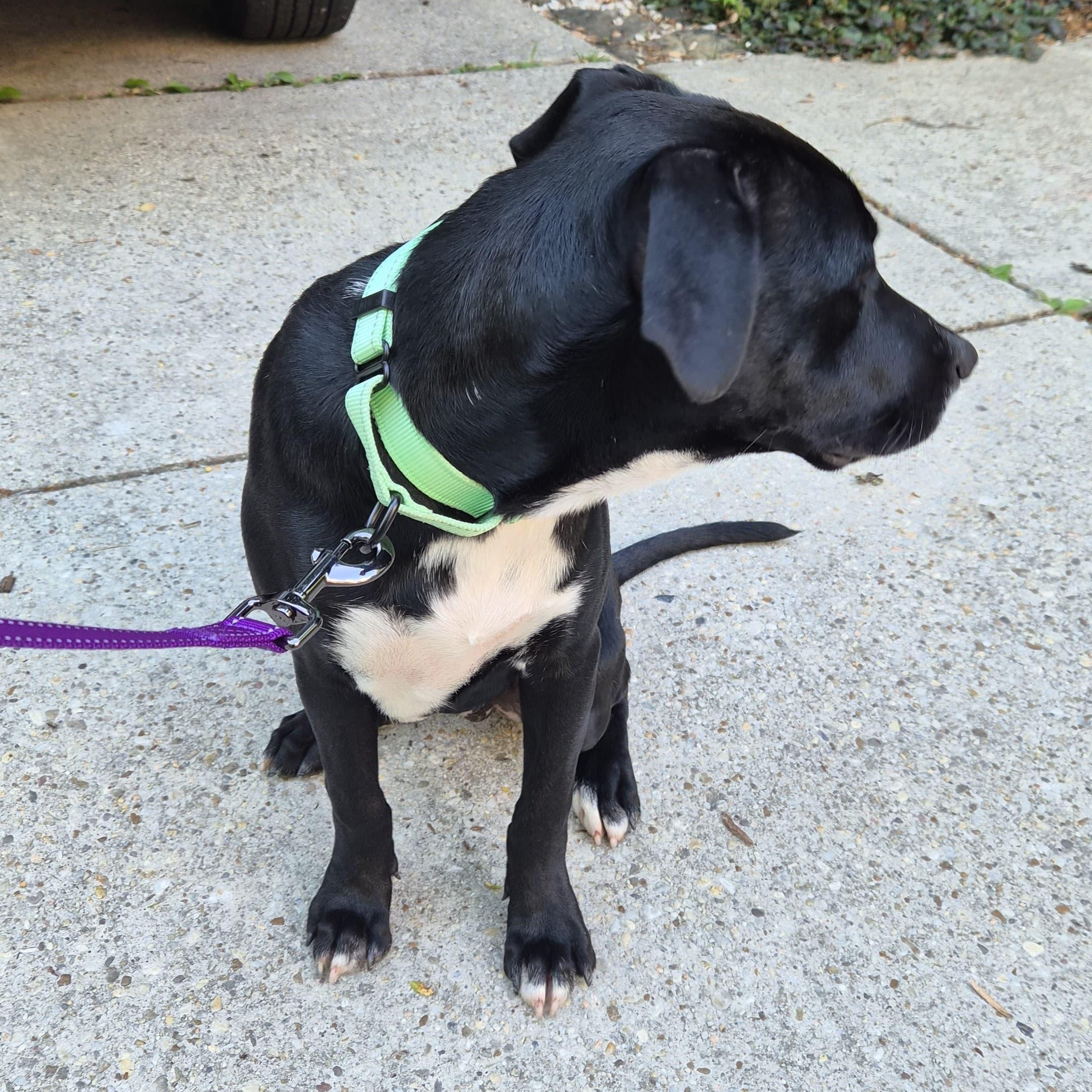 Negroni, an adopted mixed breed in Annapolis, MD image 2/4
