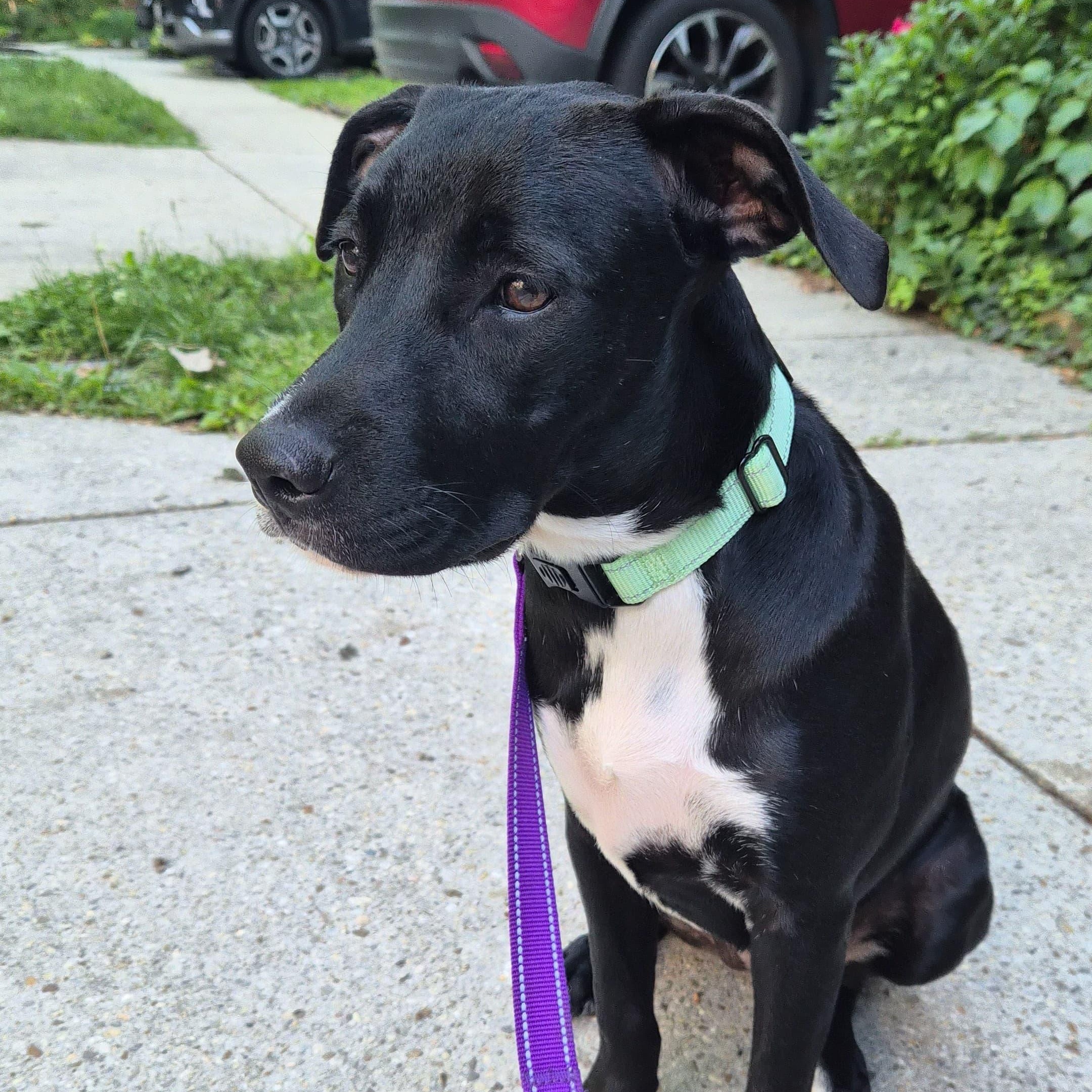 Negroni, adopted, Puppy Female Labrador Retriever.