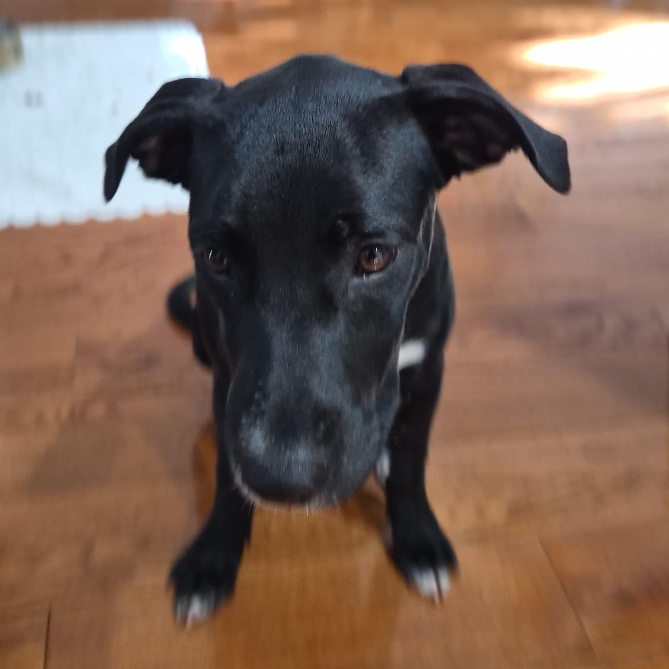 Negroni, an adopted mixed breed in Annapolis, MD image 3/4