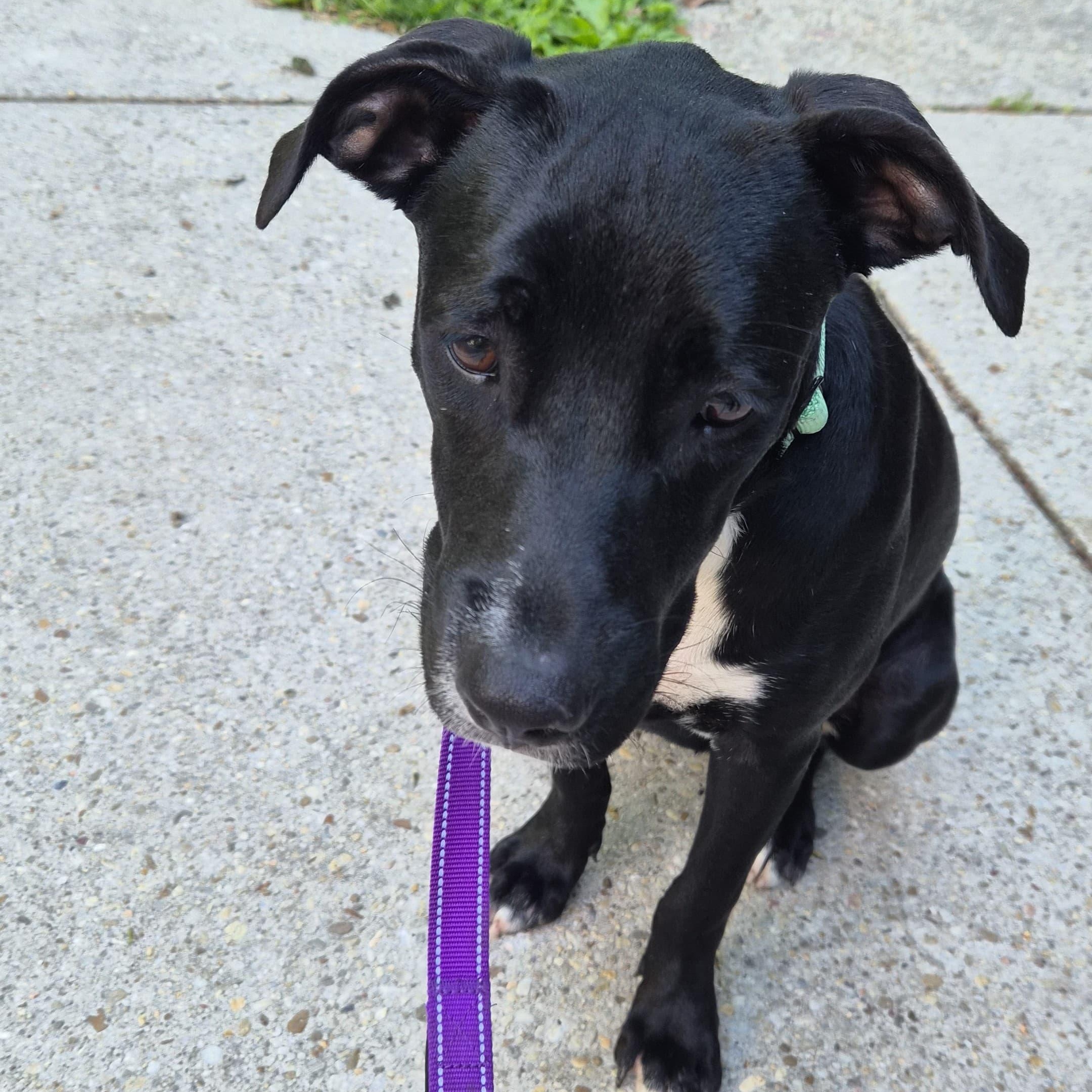 Negroni, an adopted mixed breed in Annapolis, MD image 4/4