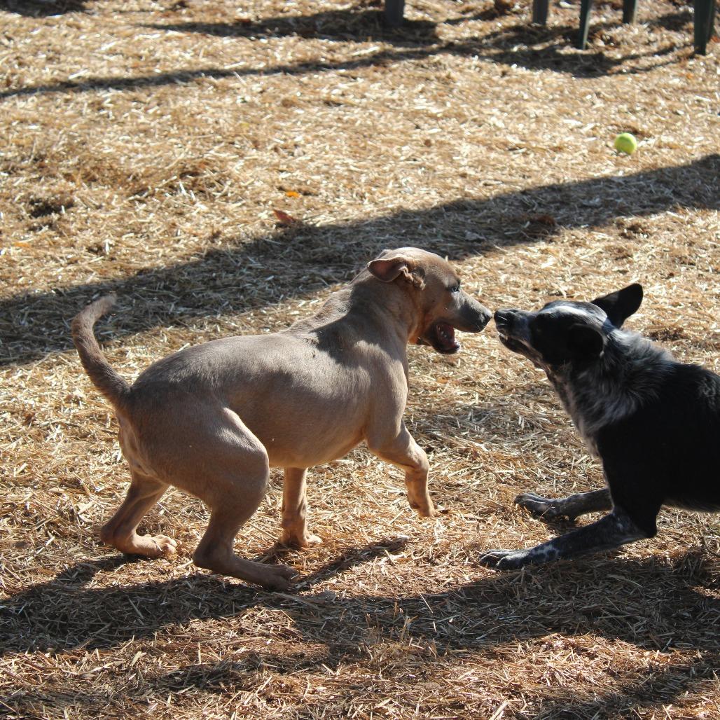 Enlarge Vessa, a Adoptable Black Labrador Retriever in Valley, AL image 1/6
