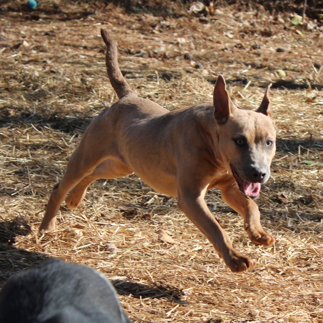 Enlarge Vessa, a Adoptable Black Labrador Retriever in Valley, AL image 2/6