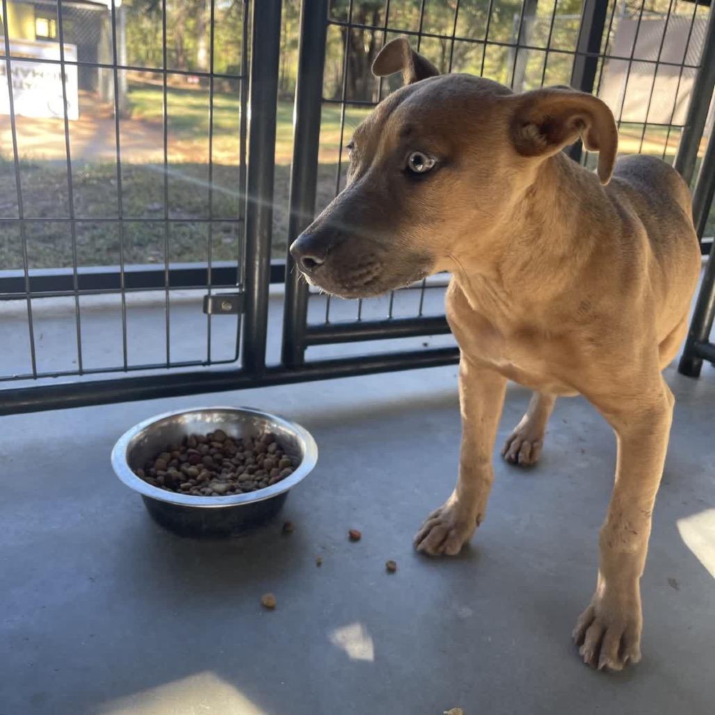 Enlarge Vessa, a Adoptable Black Labrador Retriever in Valley, AL image 3/6