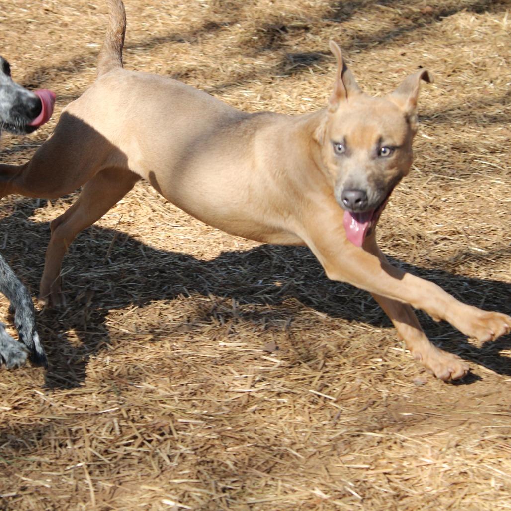 Enlarge Vessa, a Adoptable Black Labrador Retriever in Valley, AL image 4/6