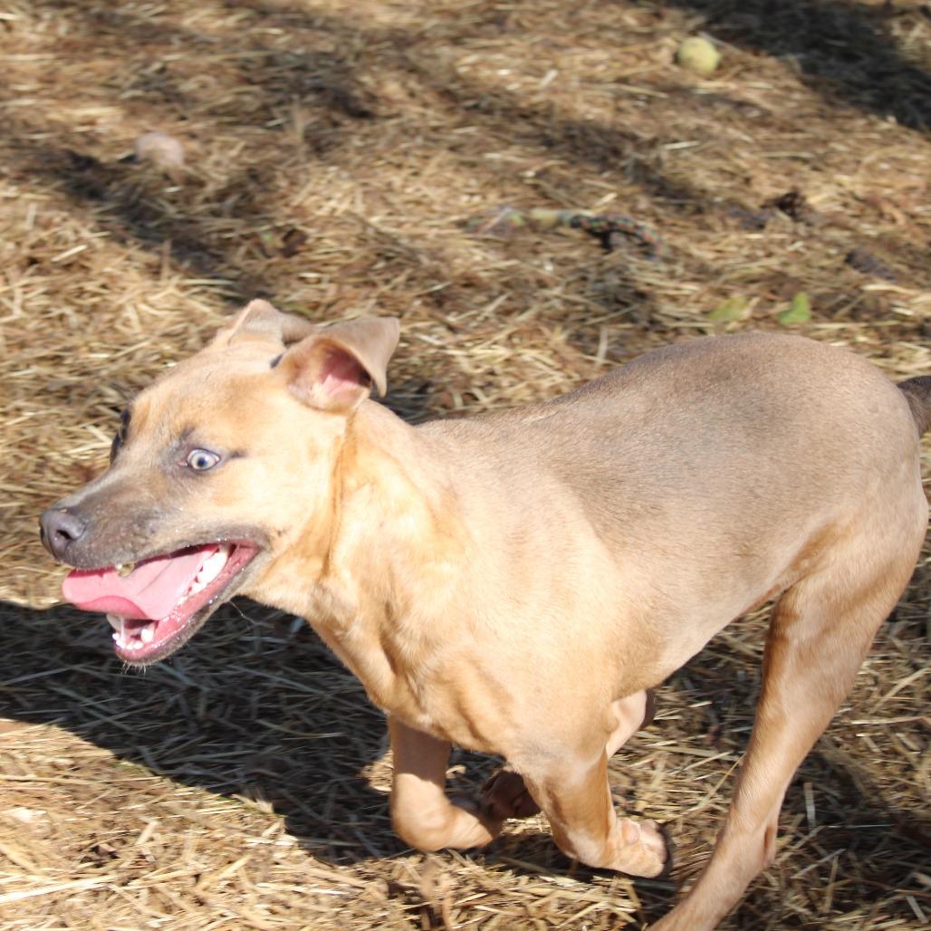 Enlarge Vessa, a Adoptable Black Labrador Retriever in Valley, AL image 5/6