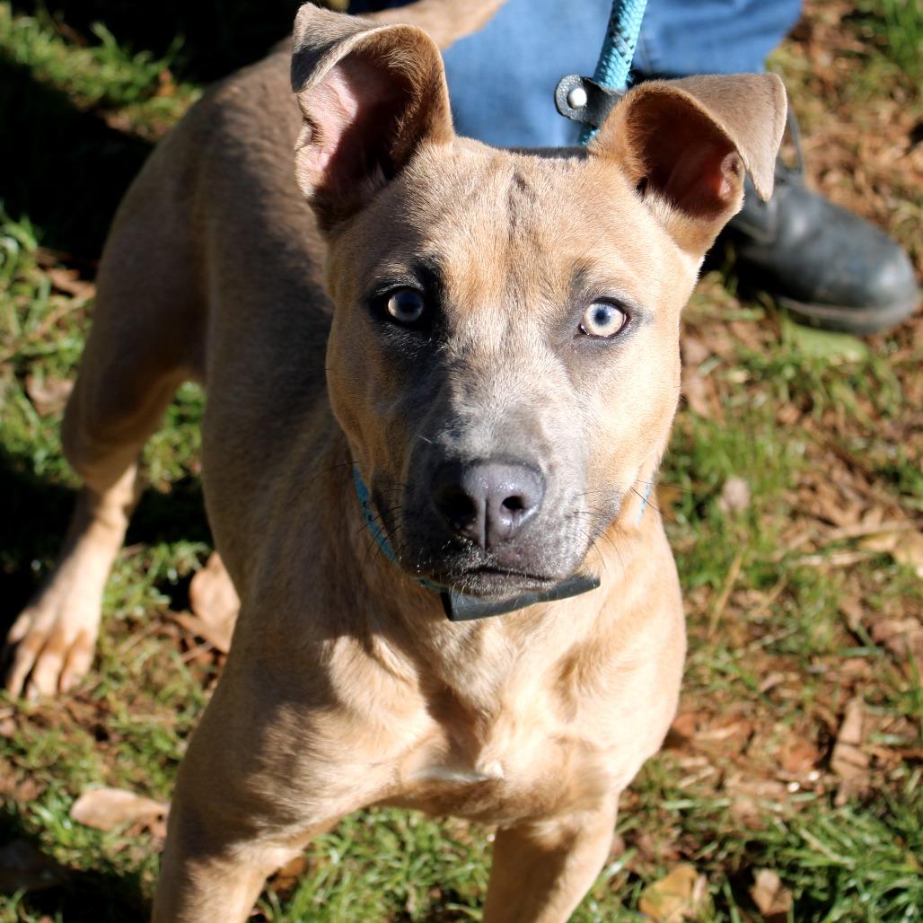 Enlarge Vessa, a Adoptable Black Labrador Retriever in Valley, AL image 6/6