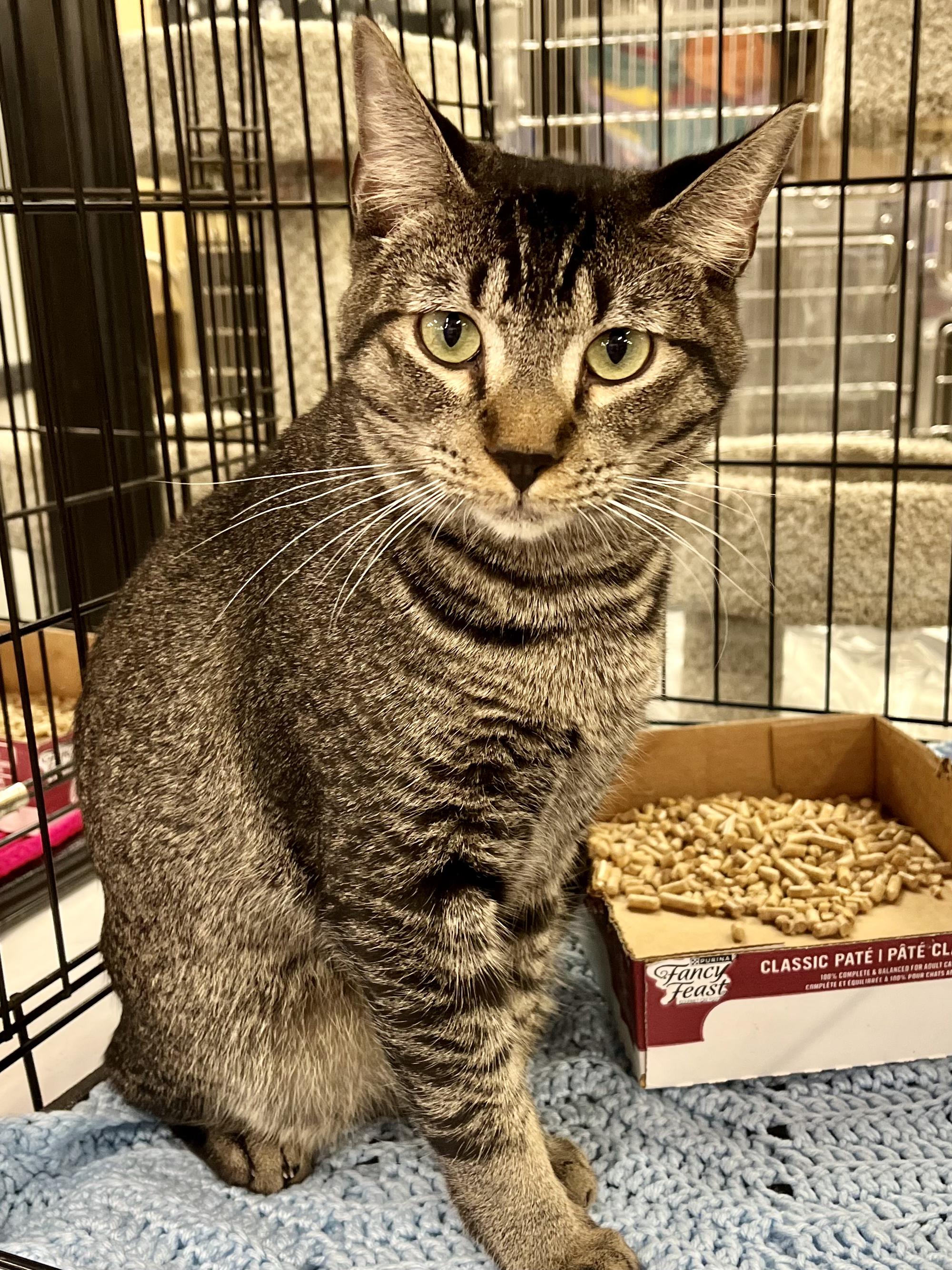 Lil Turkey, a ADOPTABLE mixed breed in Snellville, GA image 5/6