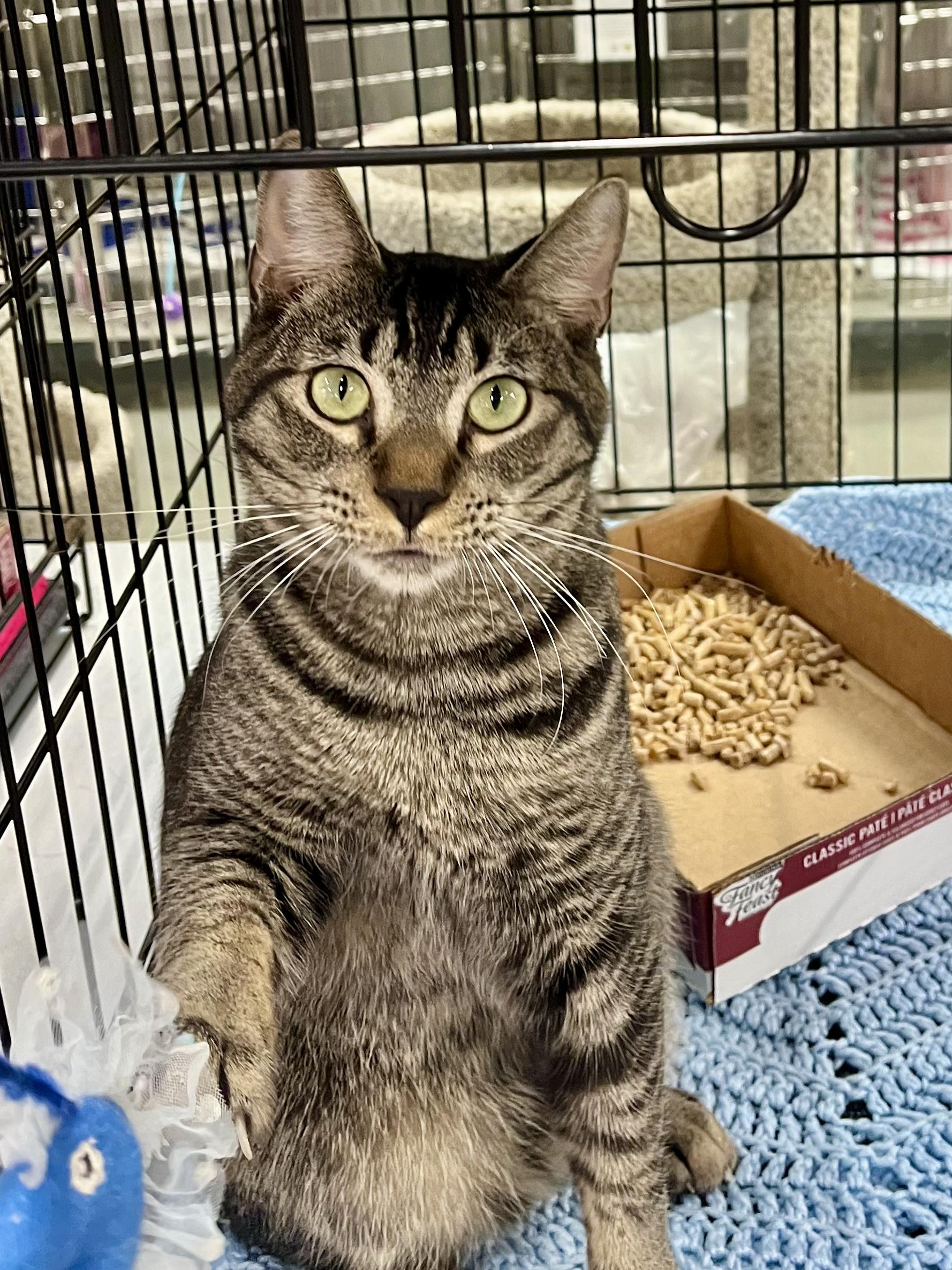 Lil Turkey, a ADOPTABLE mixed breed in Snellville, GA image 2/6