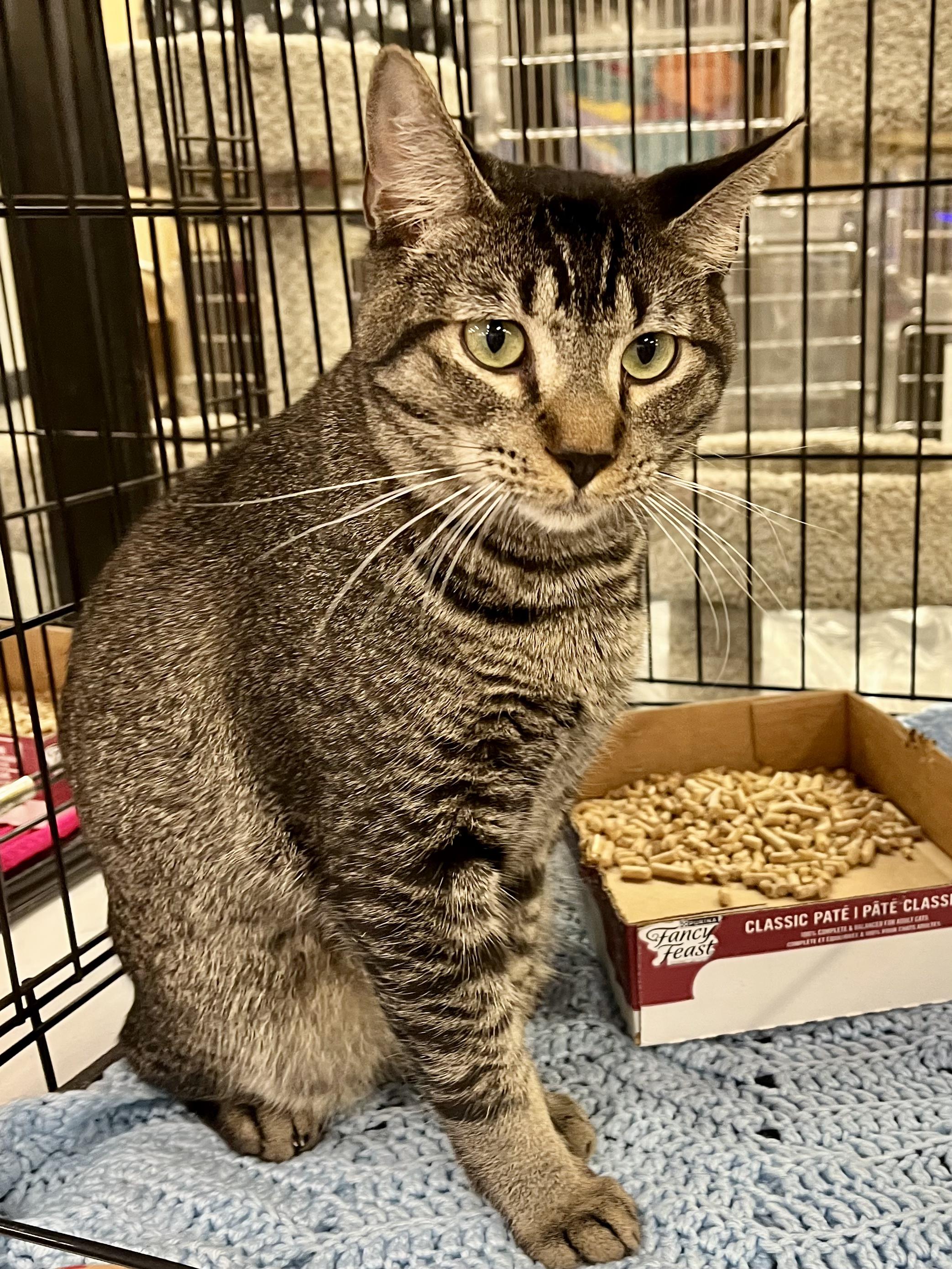 Lil Turkey, a ADOPTABLE mixed breed in Snellville, GA image 4/6