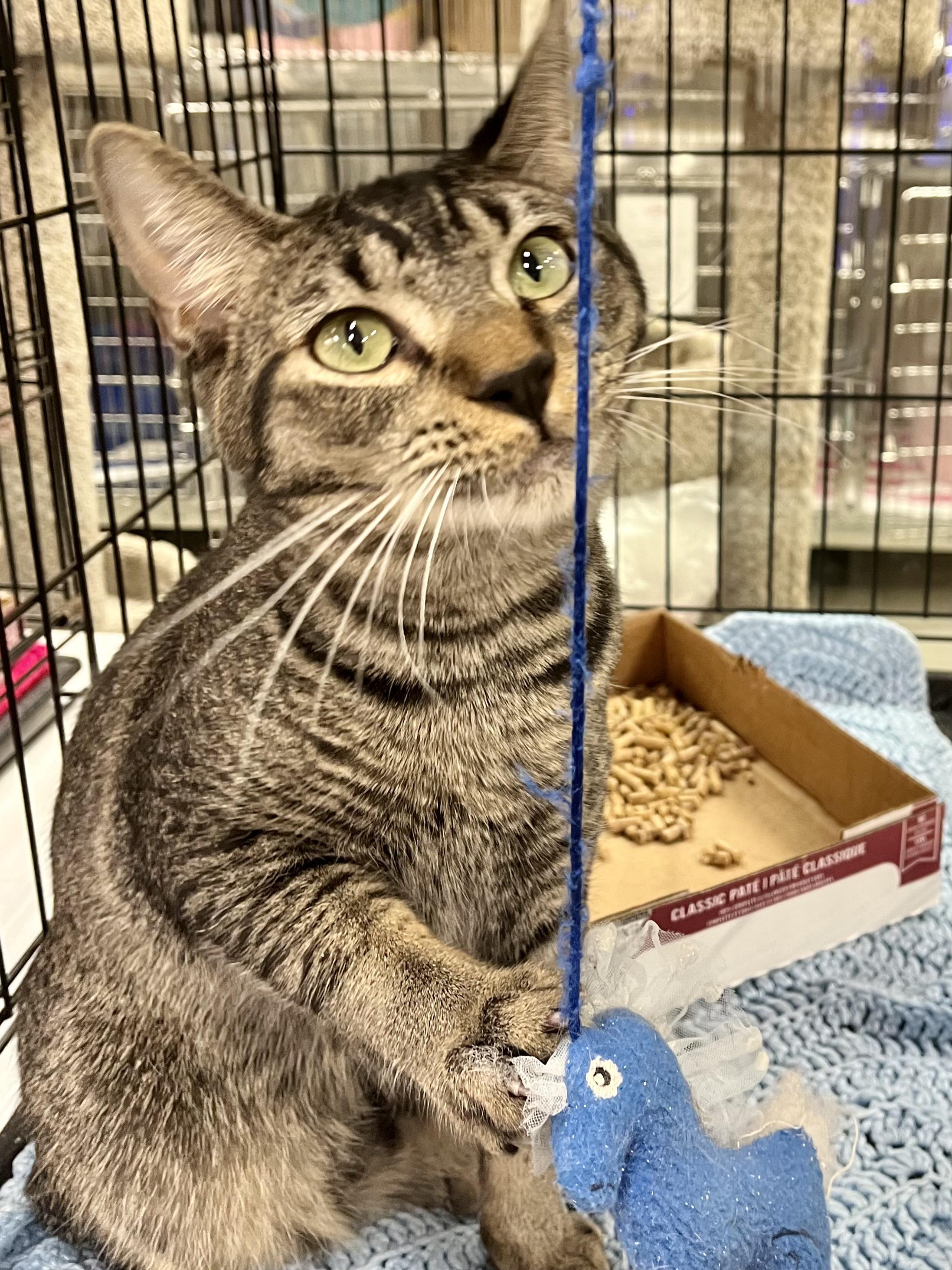Lil Turkey, ADOPTABLE, Young Male Abyssinian & Tabby.
