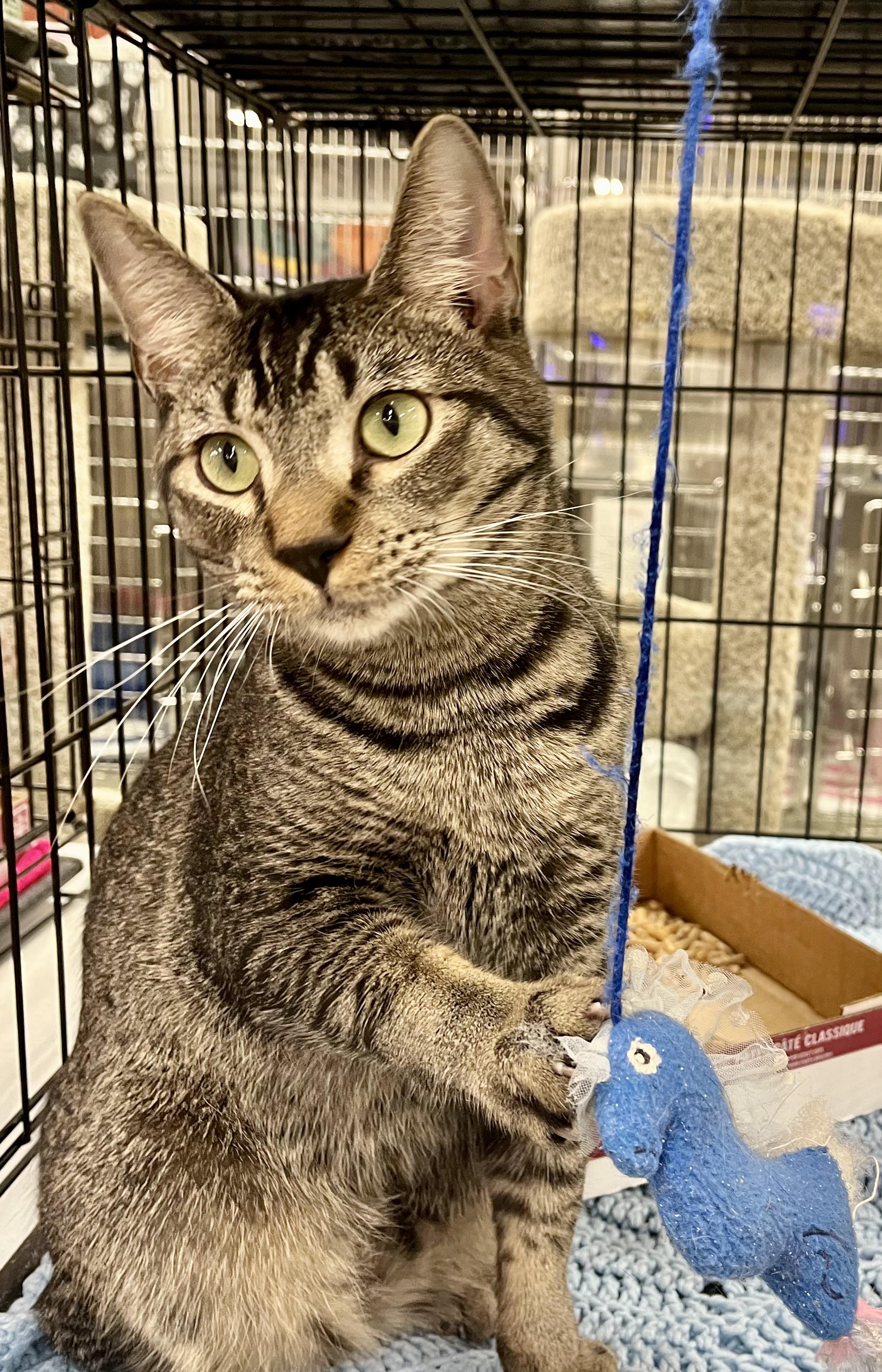 Lil Turkey, a ADOPTABLE mixed breed in Snellville, GA image 6/6