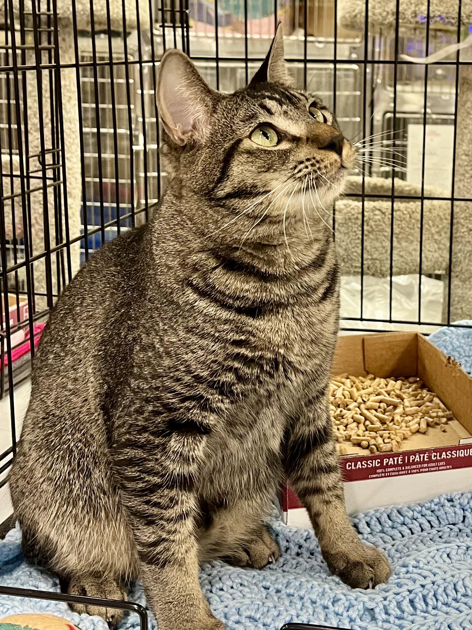 Lil Turkey, a ADOPTABLE mixed breed in Snellville, GA image 3/6