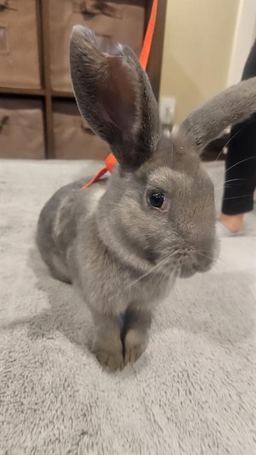 RAPHAEL, Adoptable, Baby Male Bunny Rabbit.