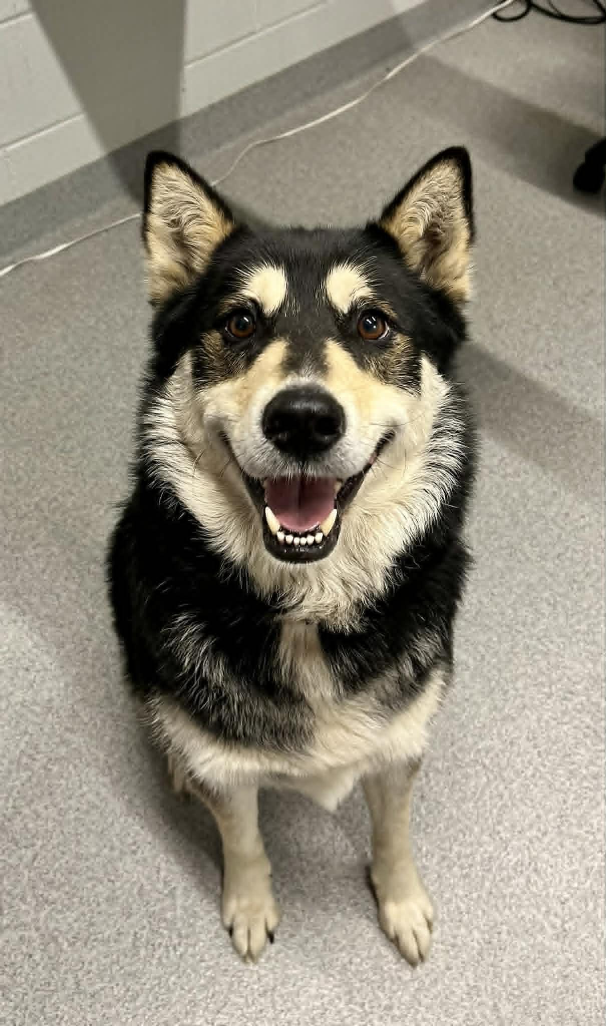 Dash, adopted, Adult Male Mixed Breed.