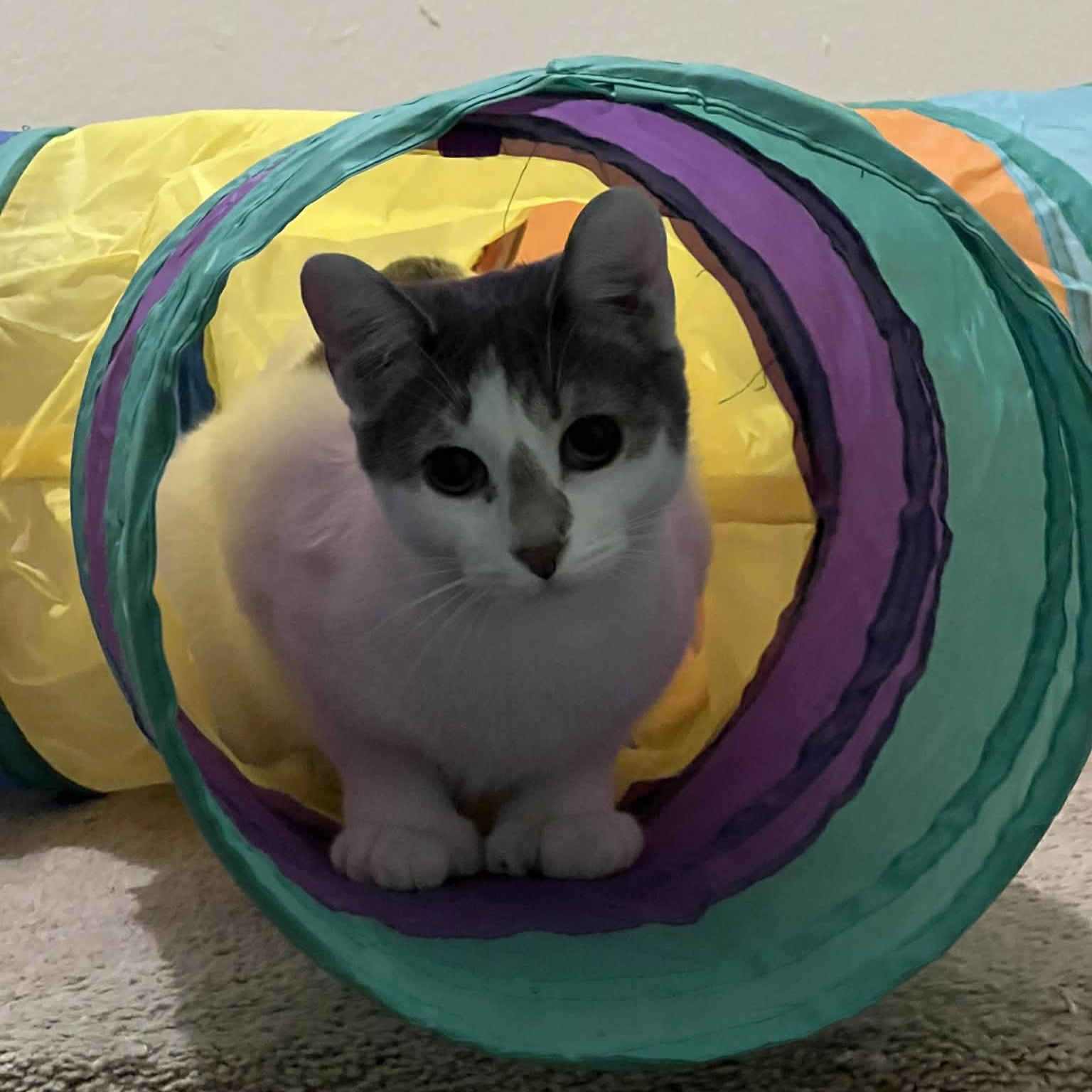 Enlarge Parsnip, a Adoptable Domestic Short Hair in Royal Oak, MI image 5/6