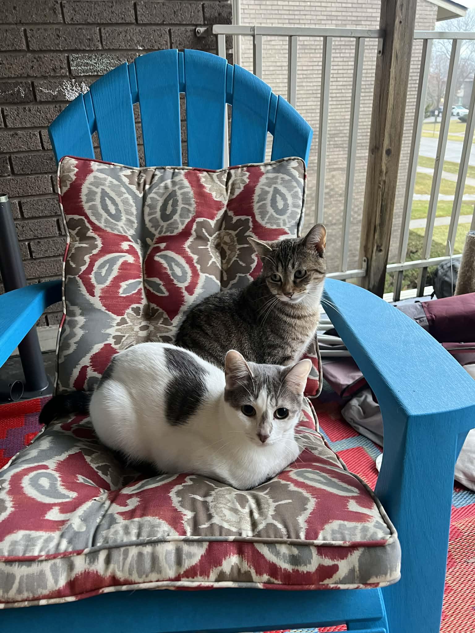 Enlarge Parsnip, a Adoptable Domestic Short Hair in Royal Oak, MI image 6/6