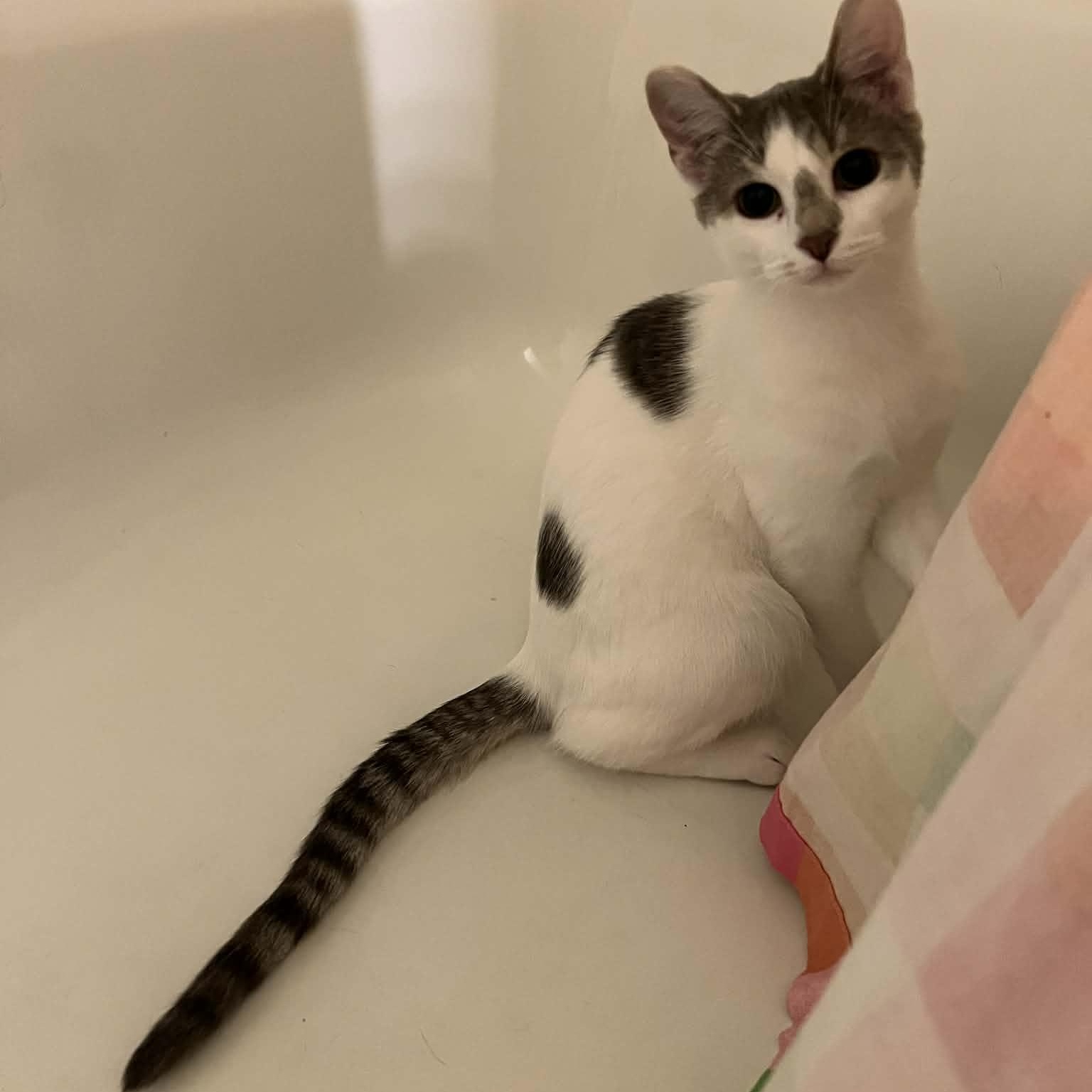 Enlarge Parsnip, a Adoptable Domestic Short Hair in Royal Oak, MI image 3/6