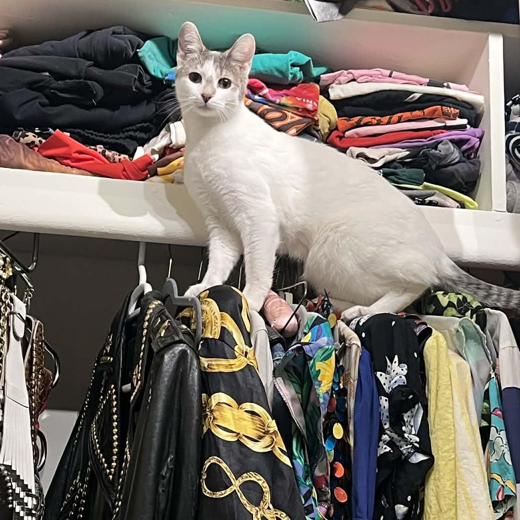 Enlarge Parsnip, a Adoptable Domestic Short Hair in Royal Oak, MI image 4/6