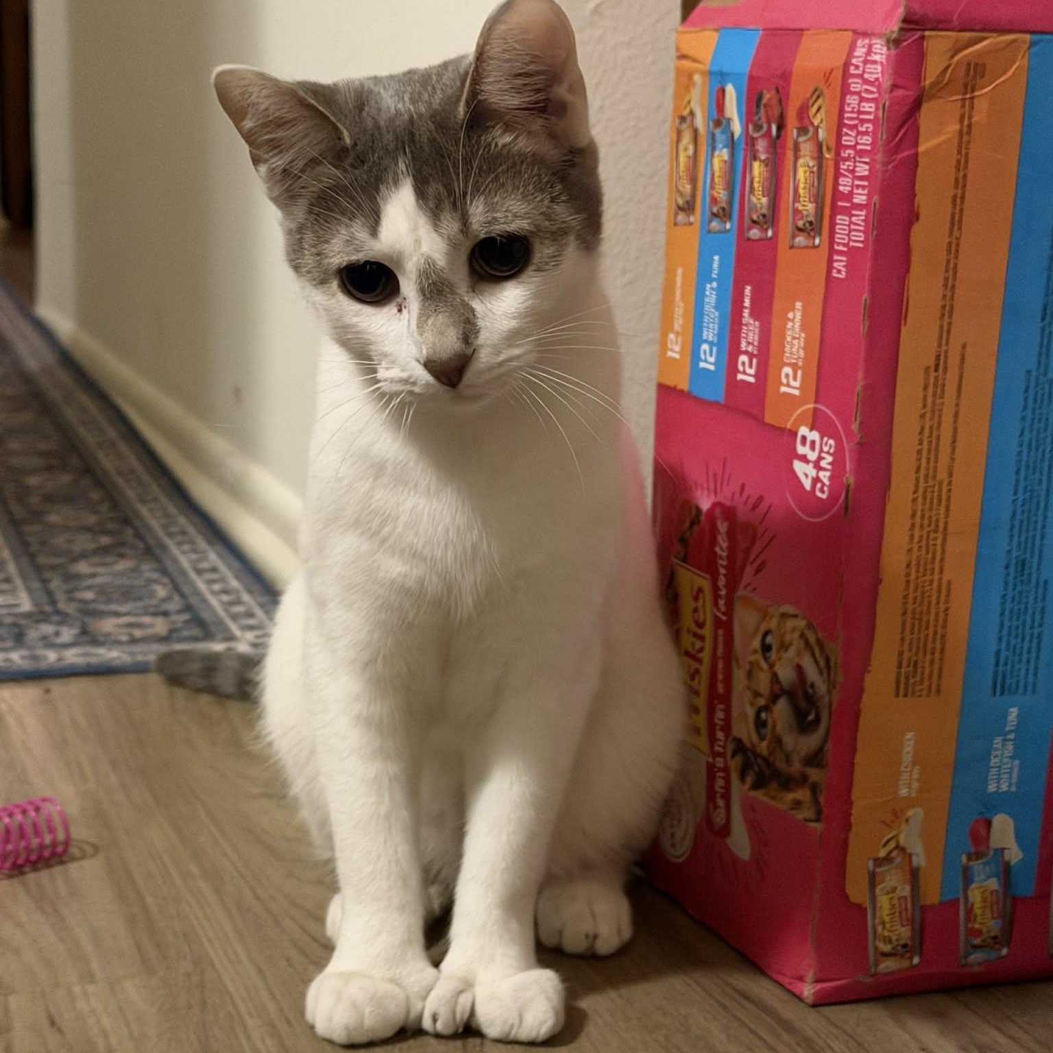 Parsnip, Adoptable, Kitten Male Domestic Short Hair.