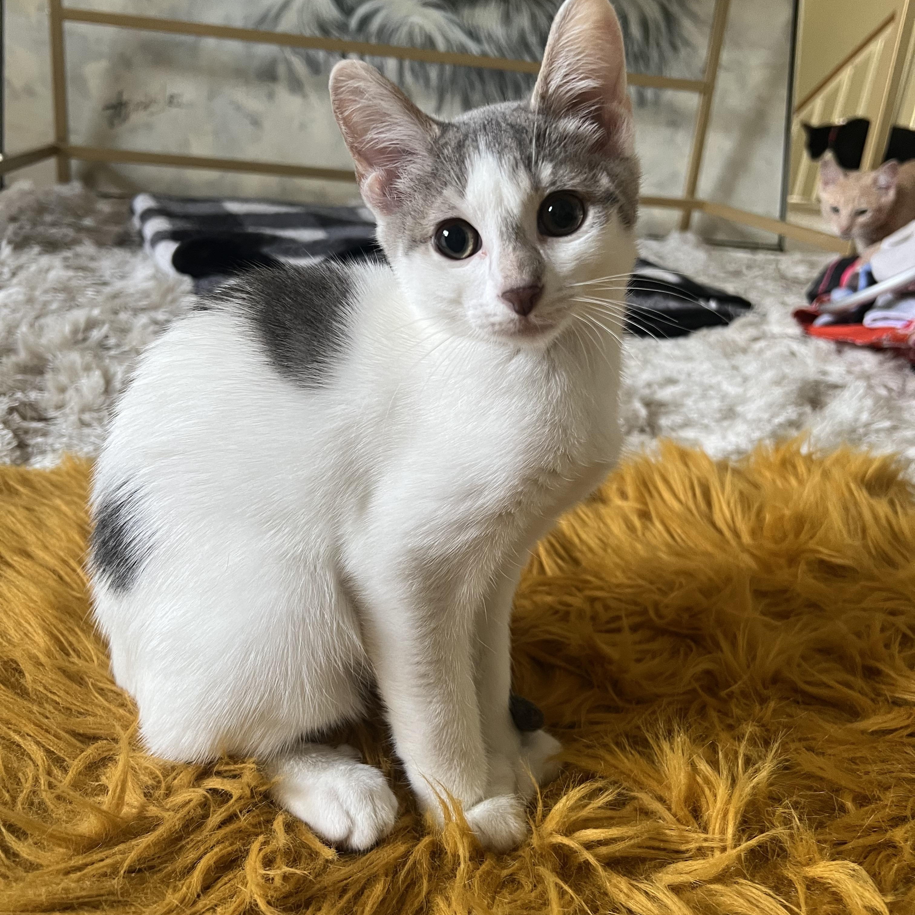 Parsnip, Adoptable, Kitten Male Domestic Short Hair.