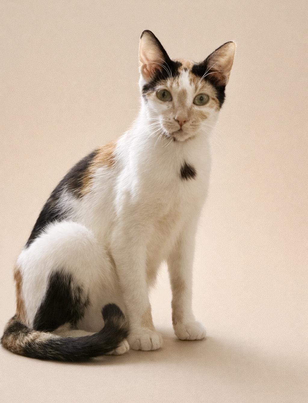 Lucy, a ADOPTABLE Calico in Bethel, CT image 5/6