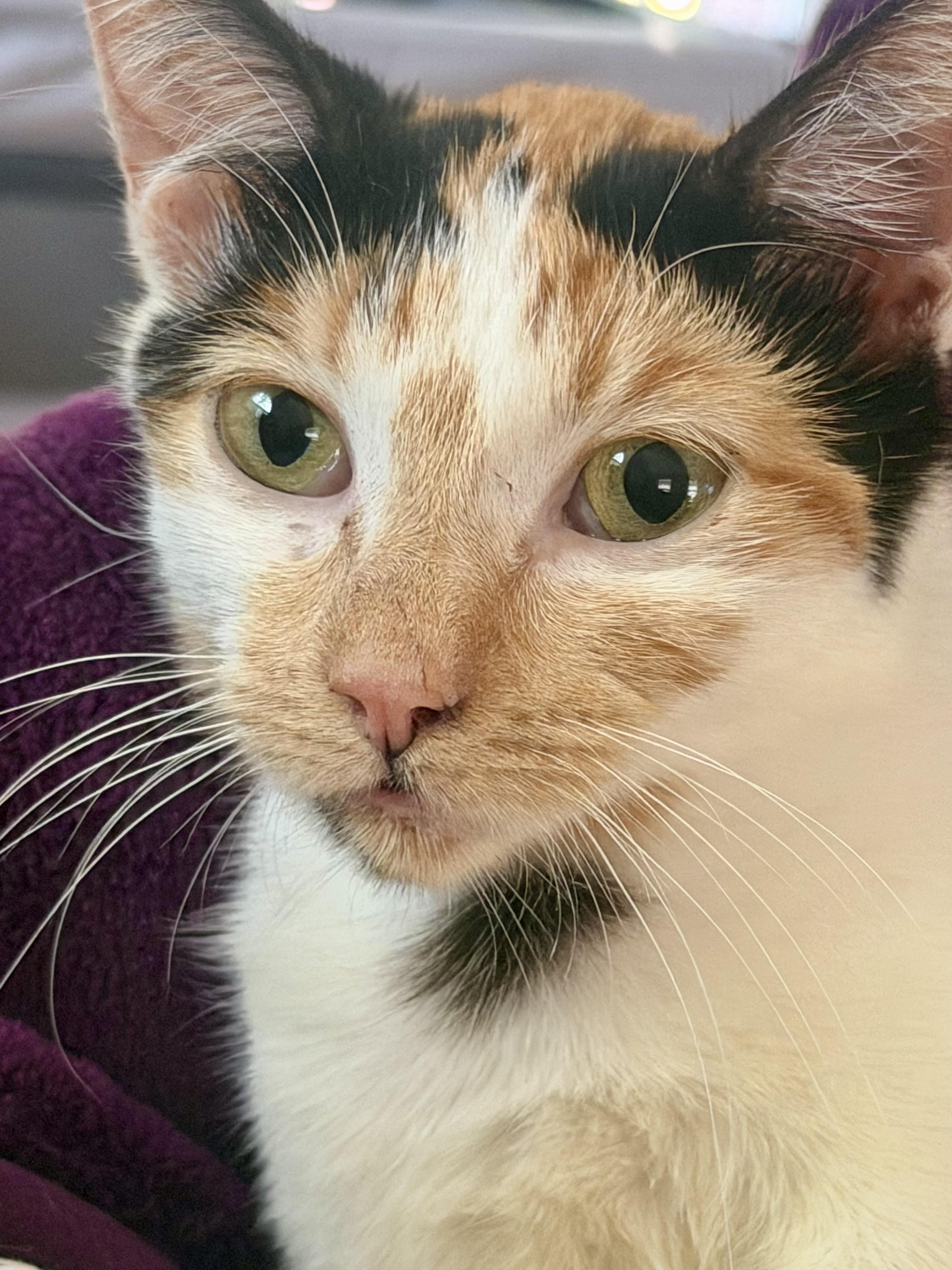 Lucy, a ADOPTABLE Calico in Bethel, CT image 4/6
