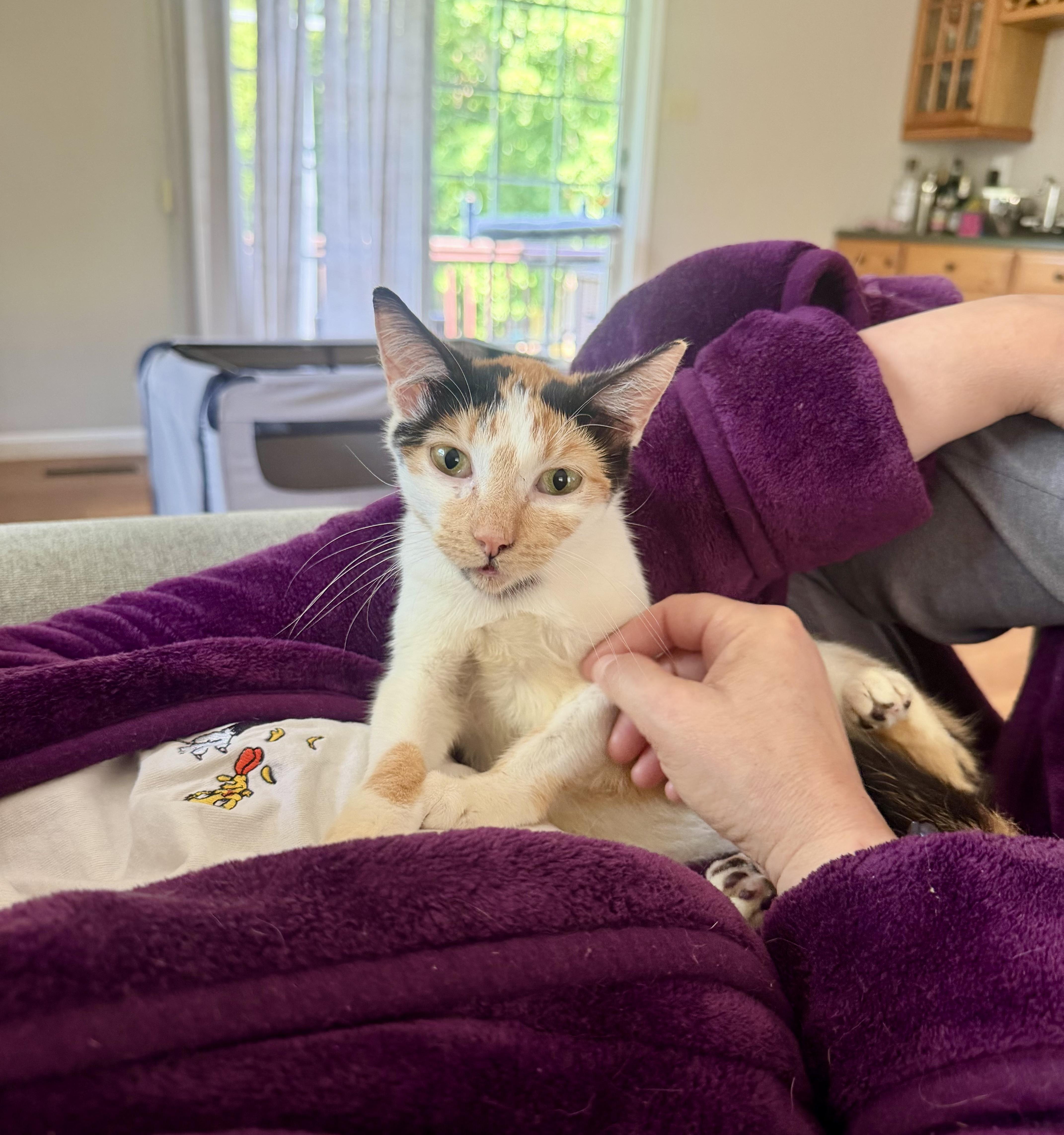 Lucy, a ADOPTABLE Calico in Bethel, CT image 6/6