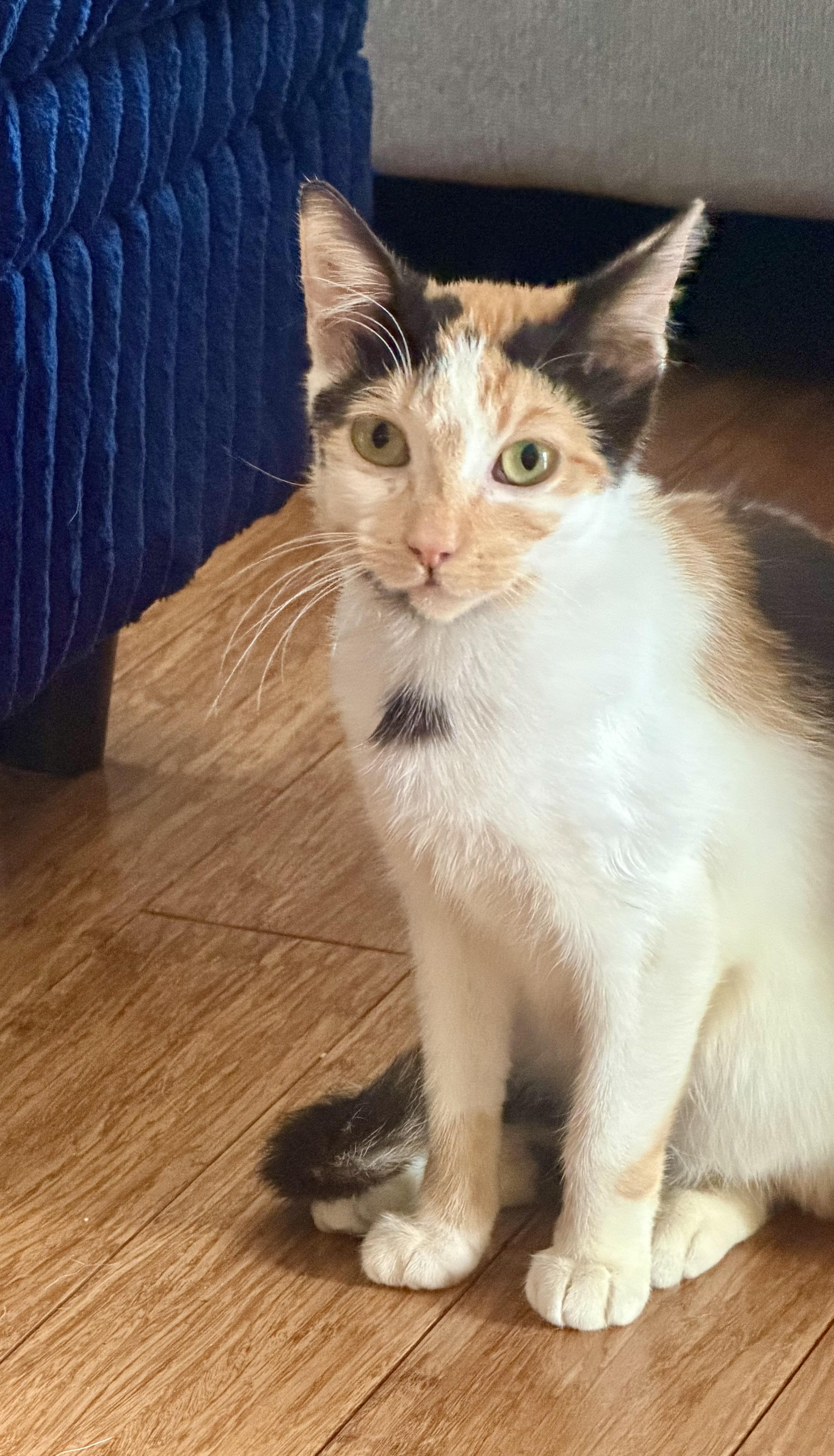 Lucy, a ADOPTABLE Calico in Bethel, CT image 3/6