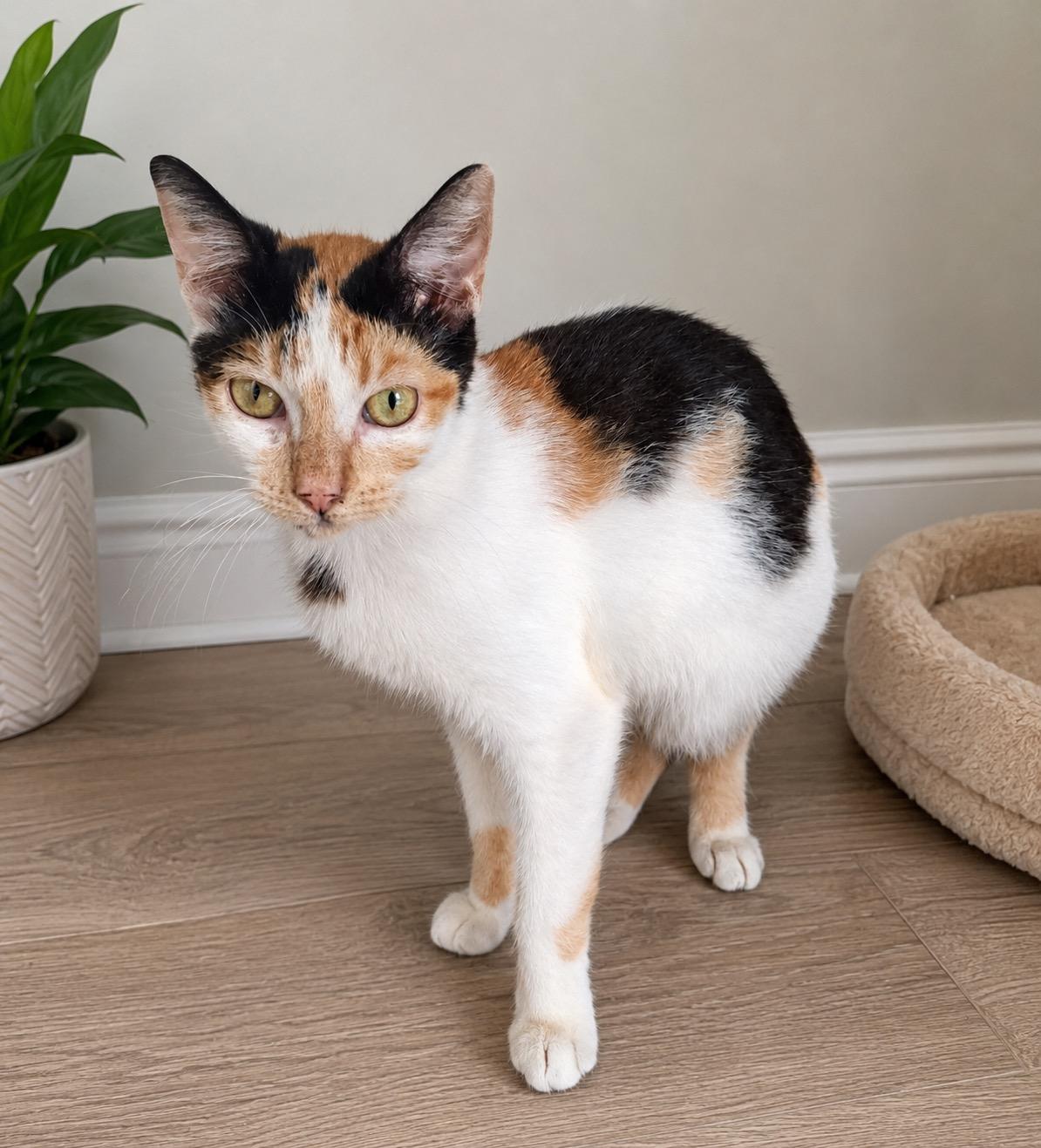 Lucy, a ADOPTABLE Calico in Bethel, CT image 2/6