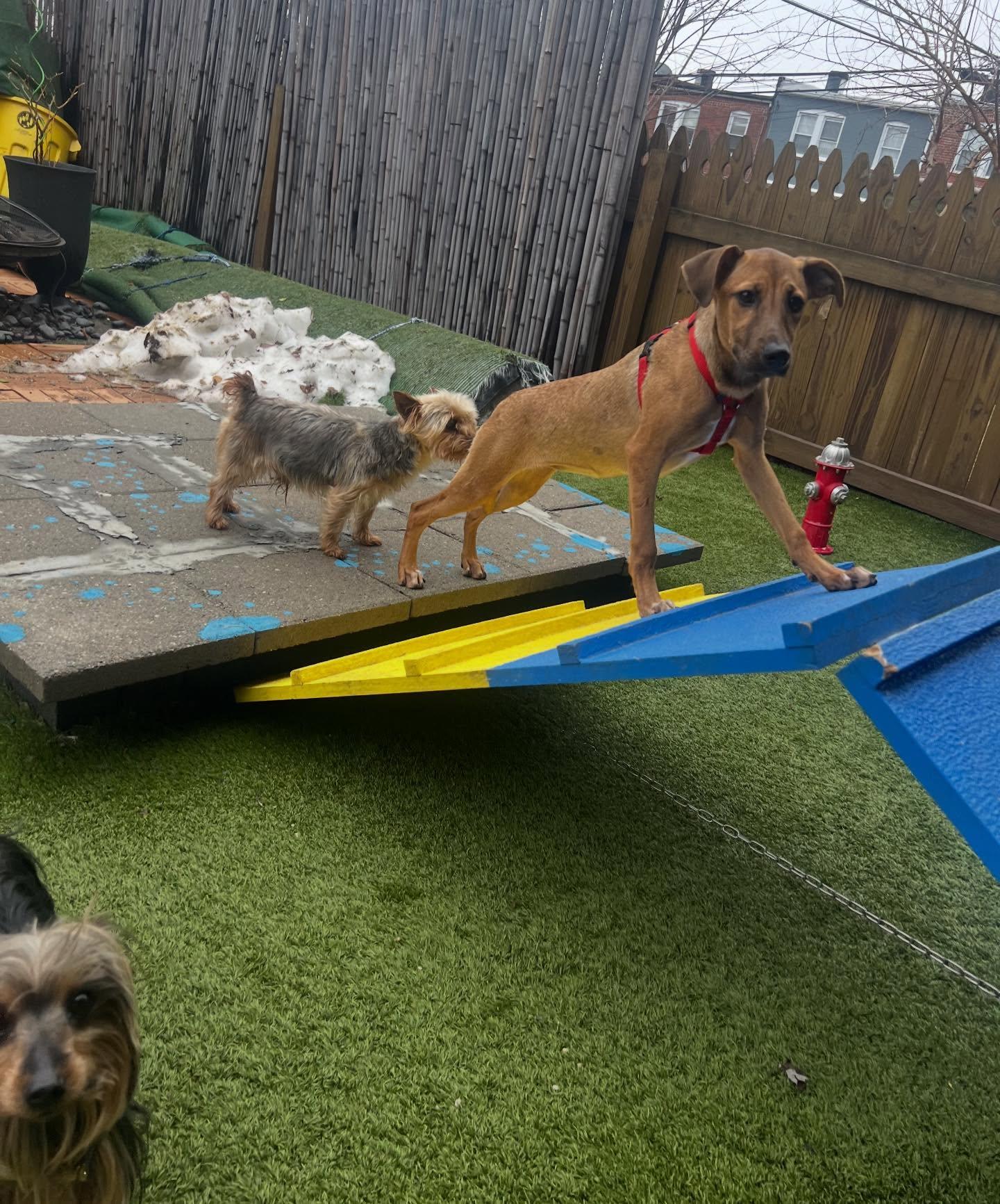 Enlarge Misty, a ADOPTABLE mixed breed in Columbia, MD image 3/3