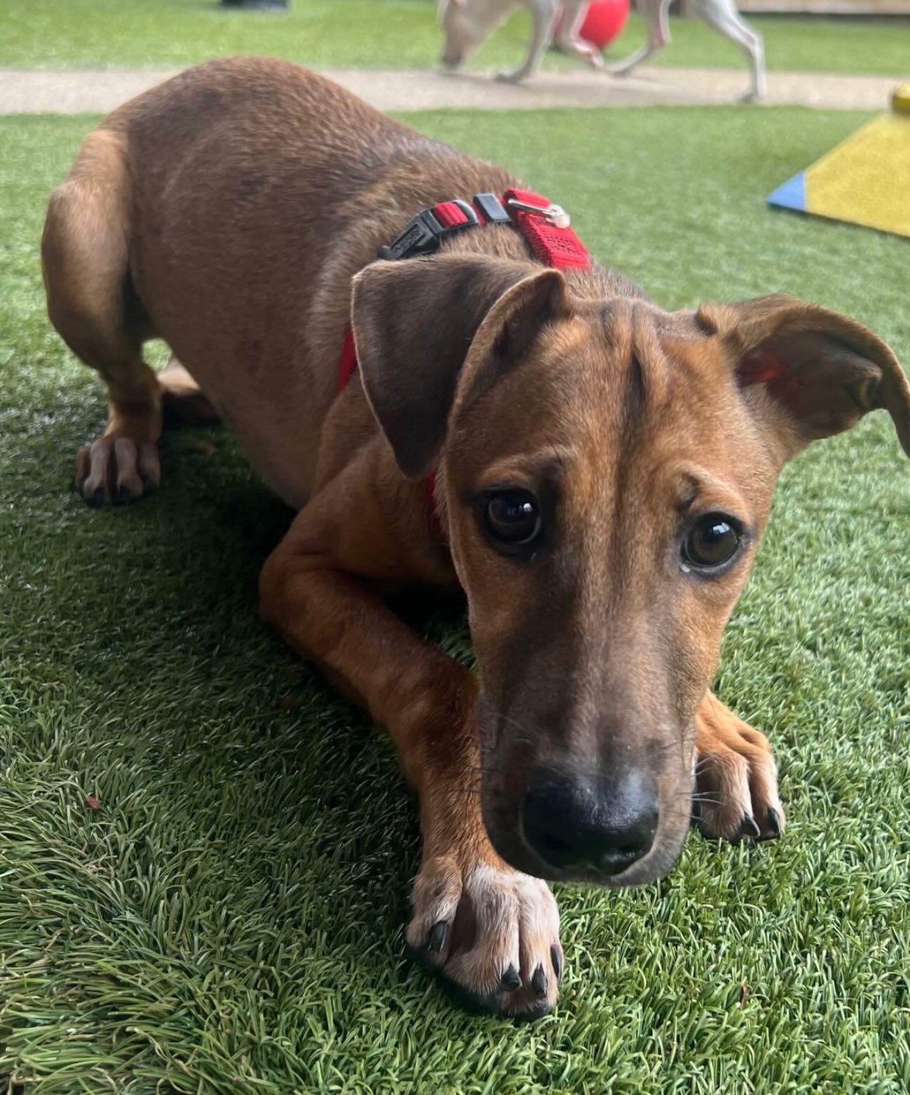 Misty, ADOPTABLE, Young Female Dachshund & German Shorthaired Pointer.