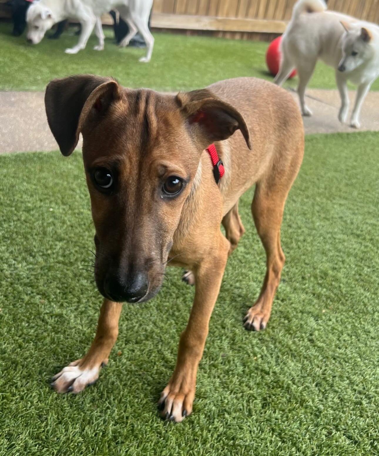 Enlarge Misty, a ADOPTABLE mixed breed in Columbia, MD image 2/3